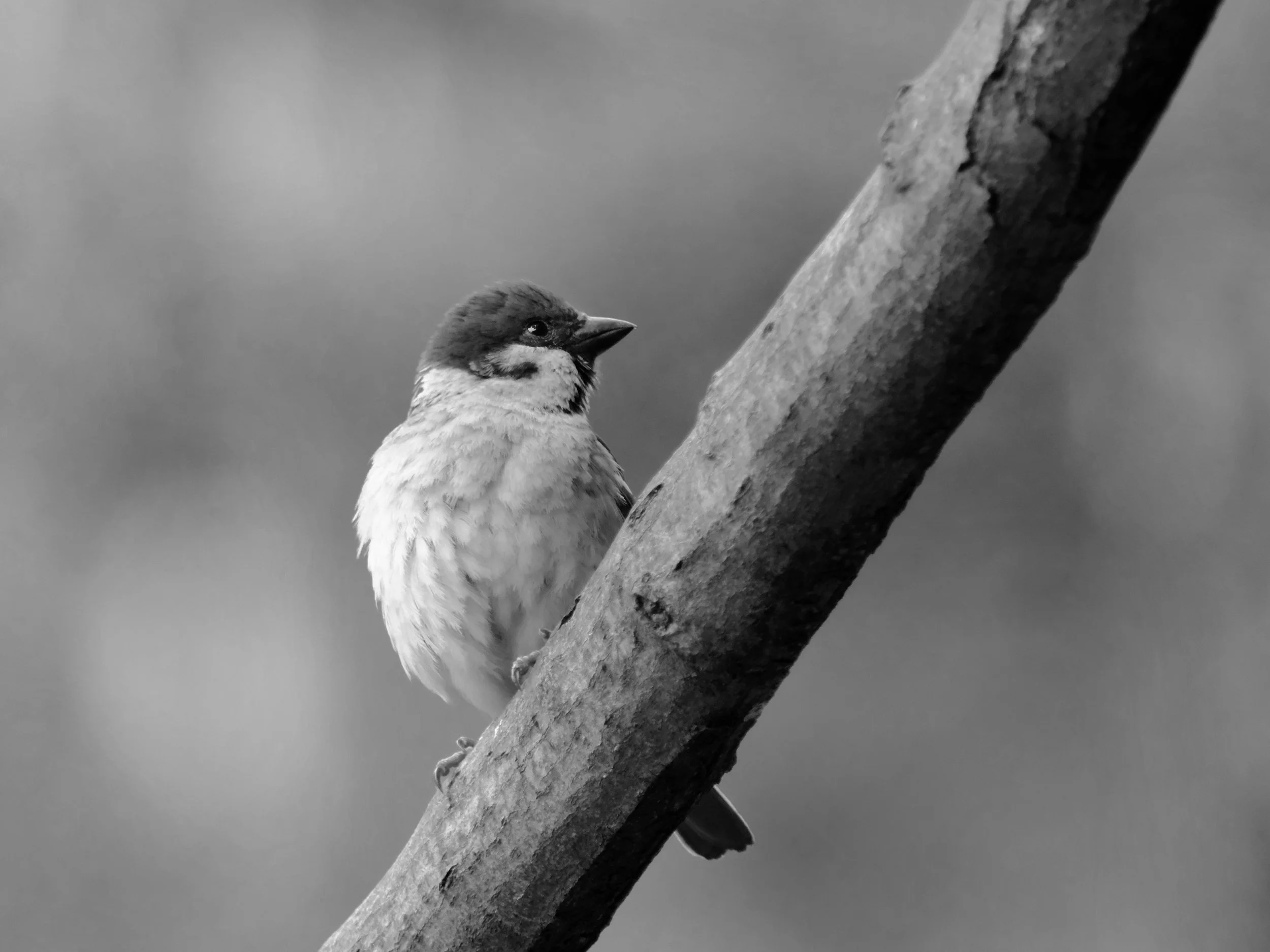 うるさいのは嫌い