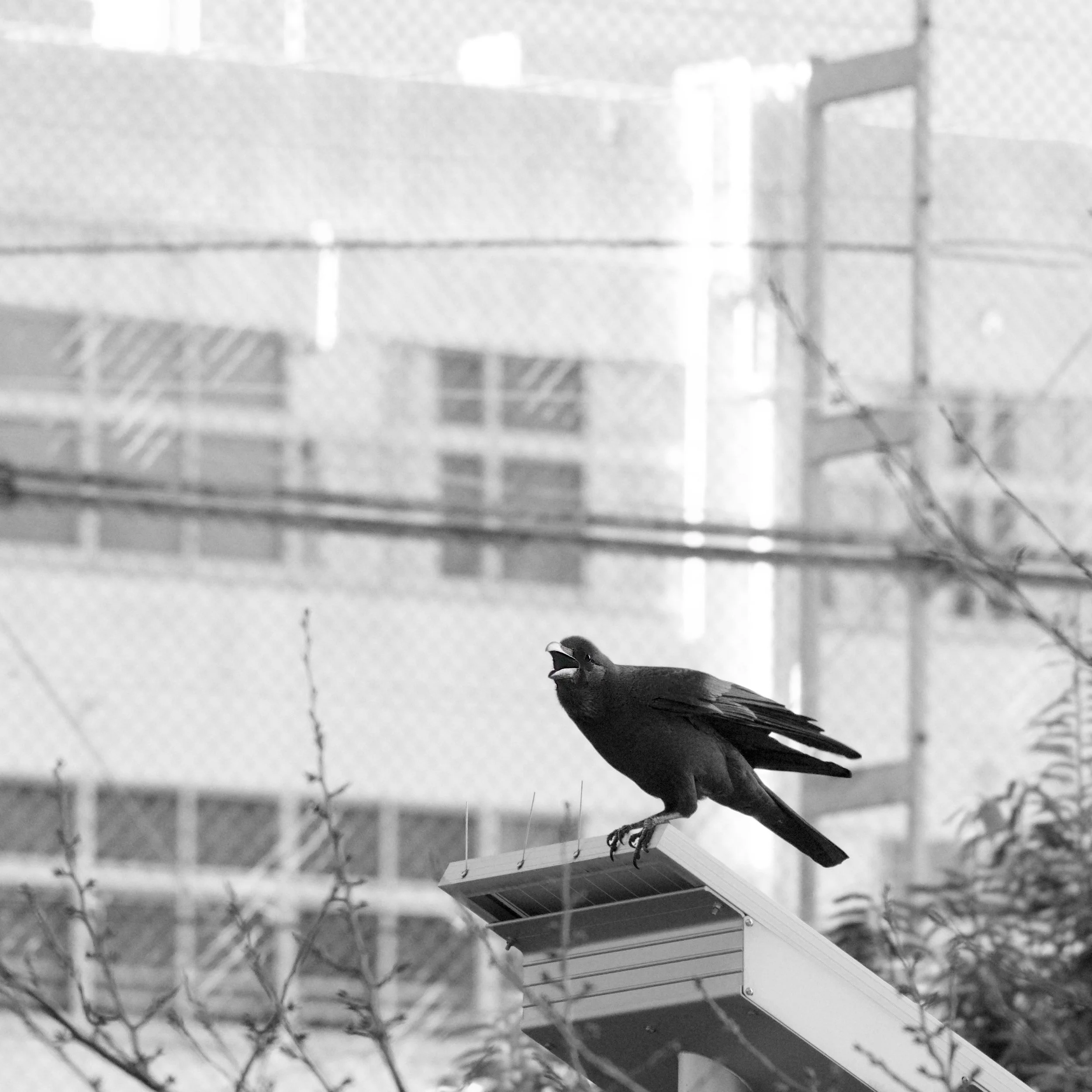 Urban birds（ English version )