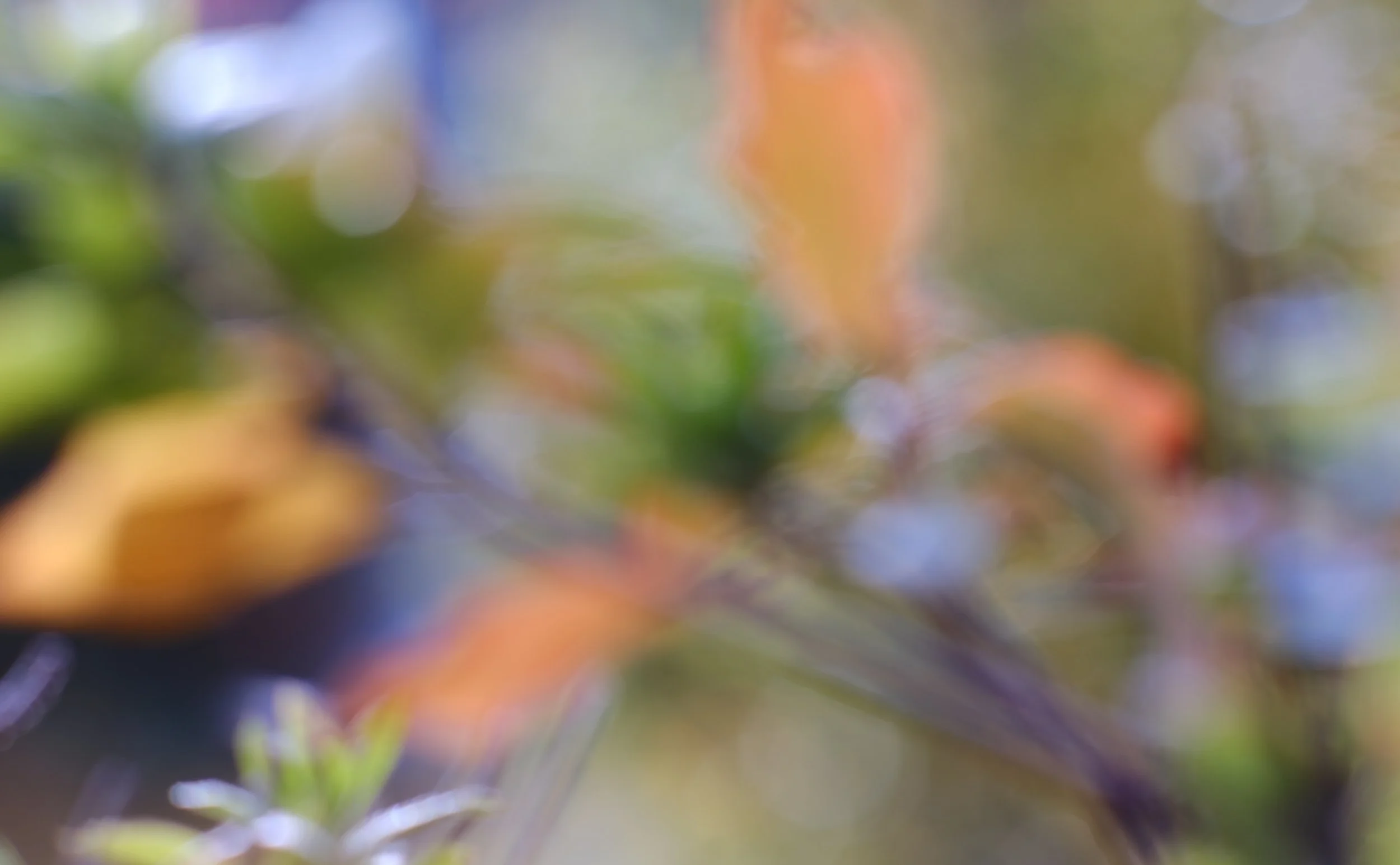 Do you enjoy sparkling afternoons?