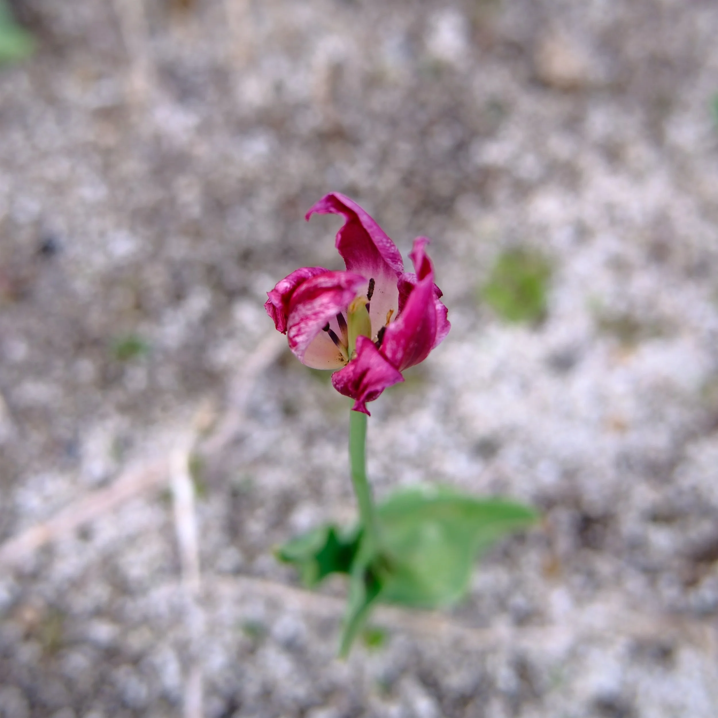 One wilting tulip12Apr25.jpg