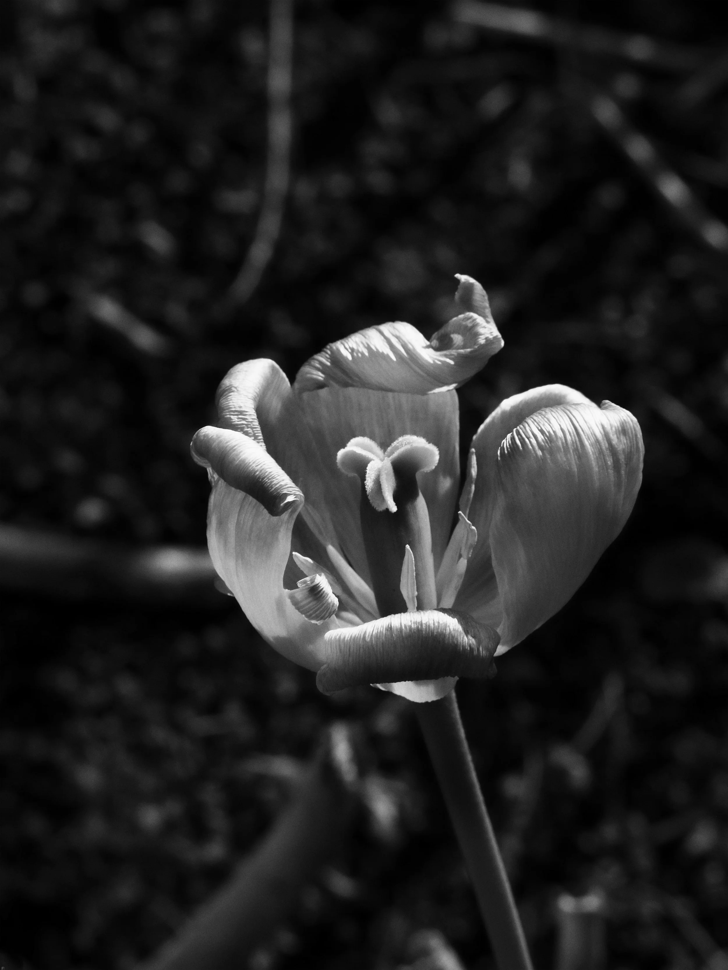 One wilting tulipMonoC　14Apr25.jpg