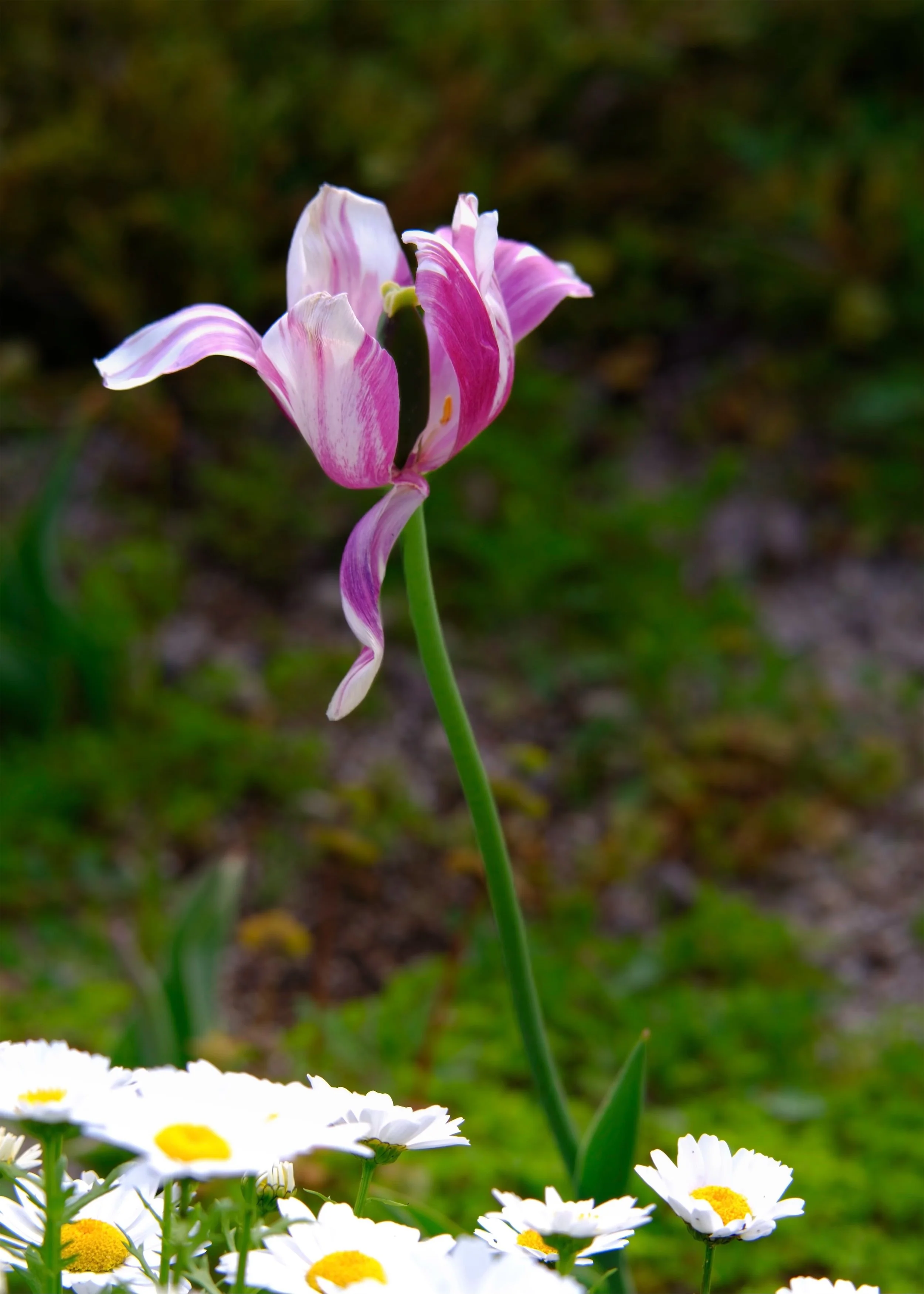 falling petal 12Apr25.jpg