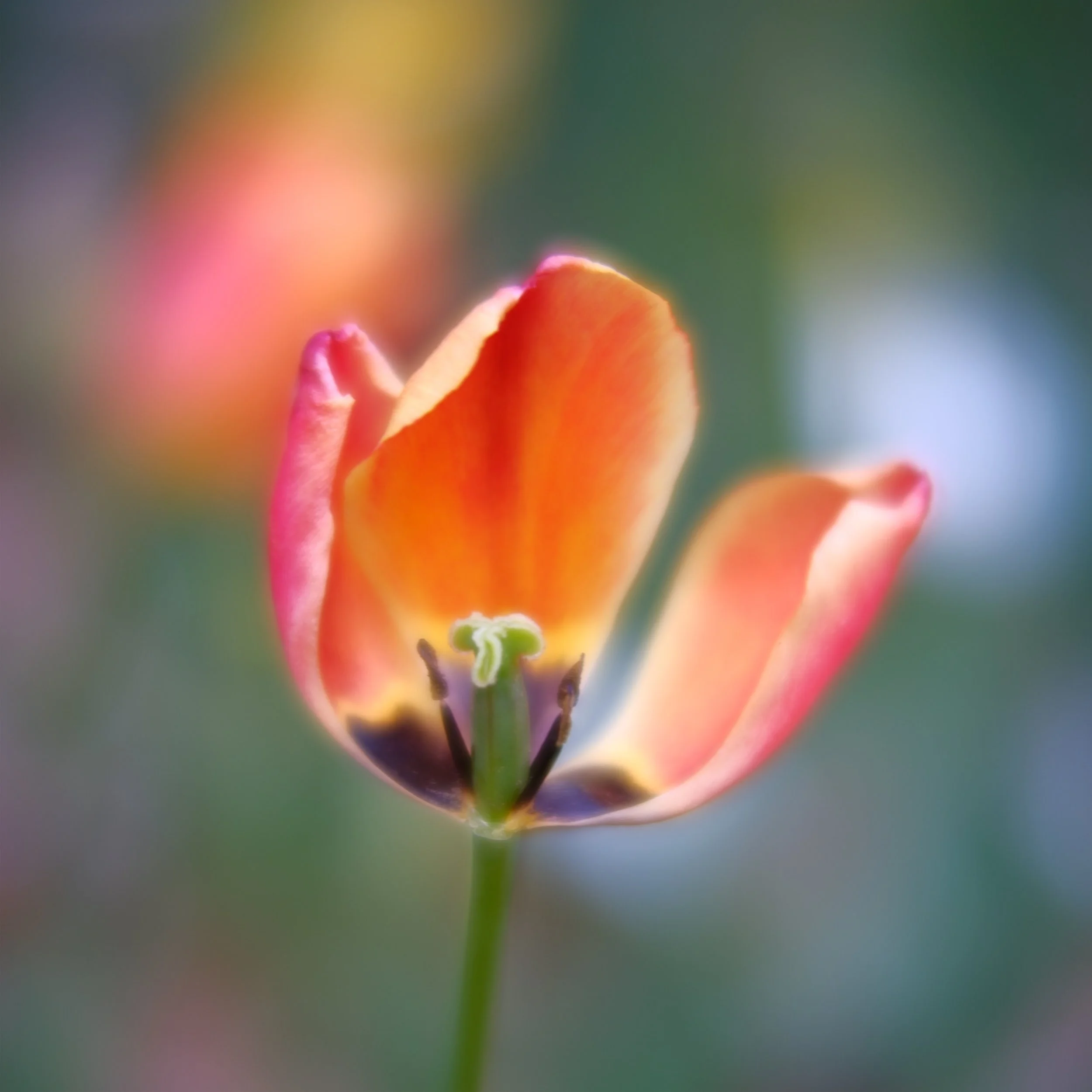 unbreakable bloom