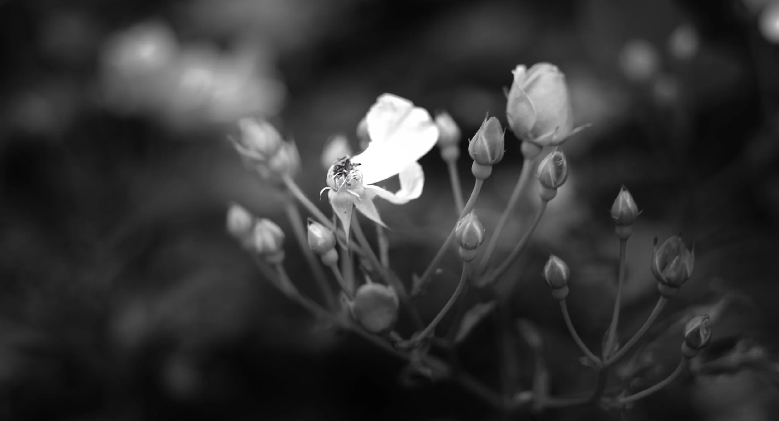TokyoGardenXE5A7186.jpeg