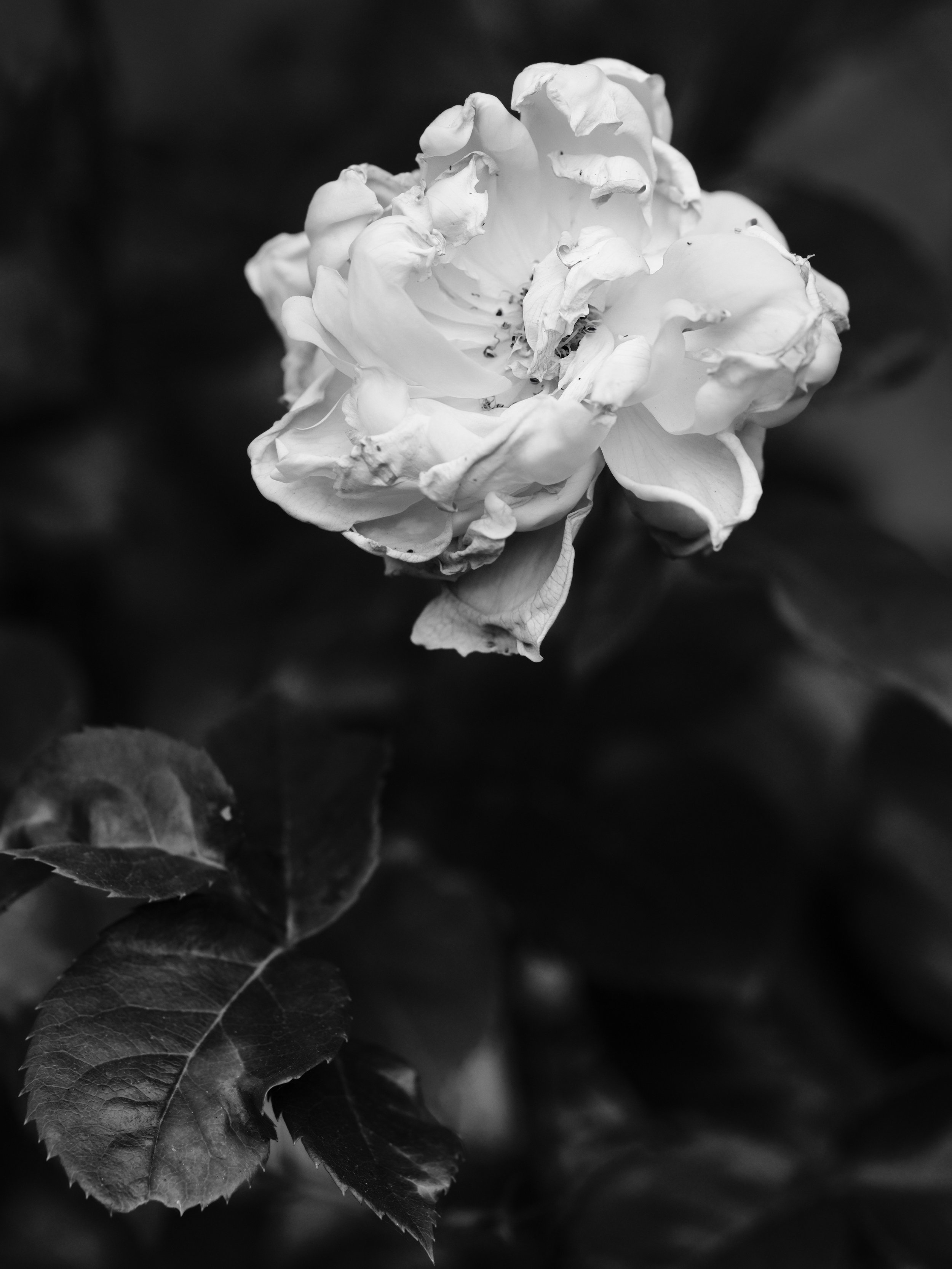 6unbreakablebloomXE5A7779.jpeg