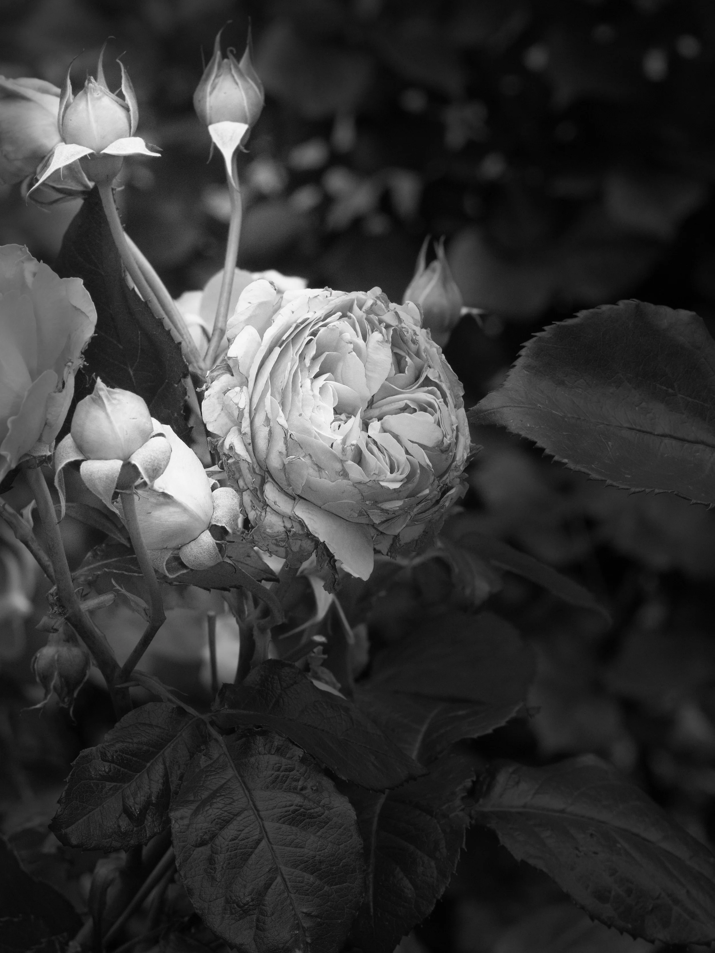 7TokyoGardenXE5A7172.jpeg