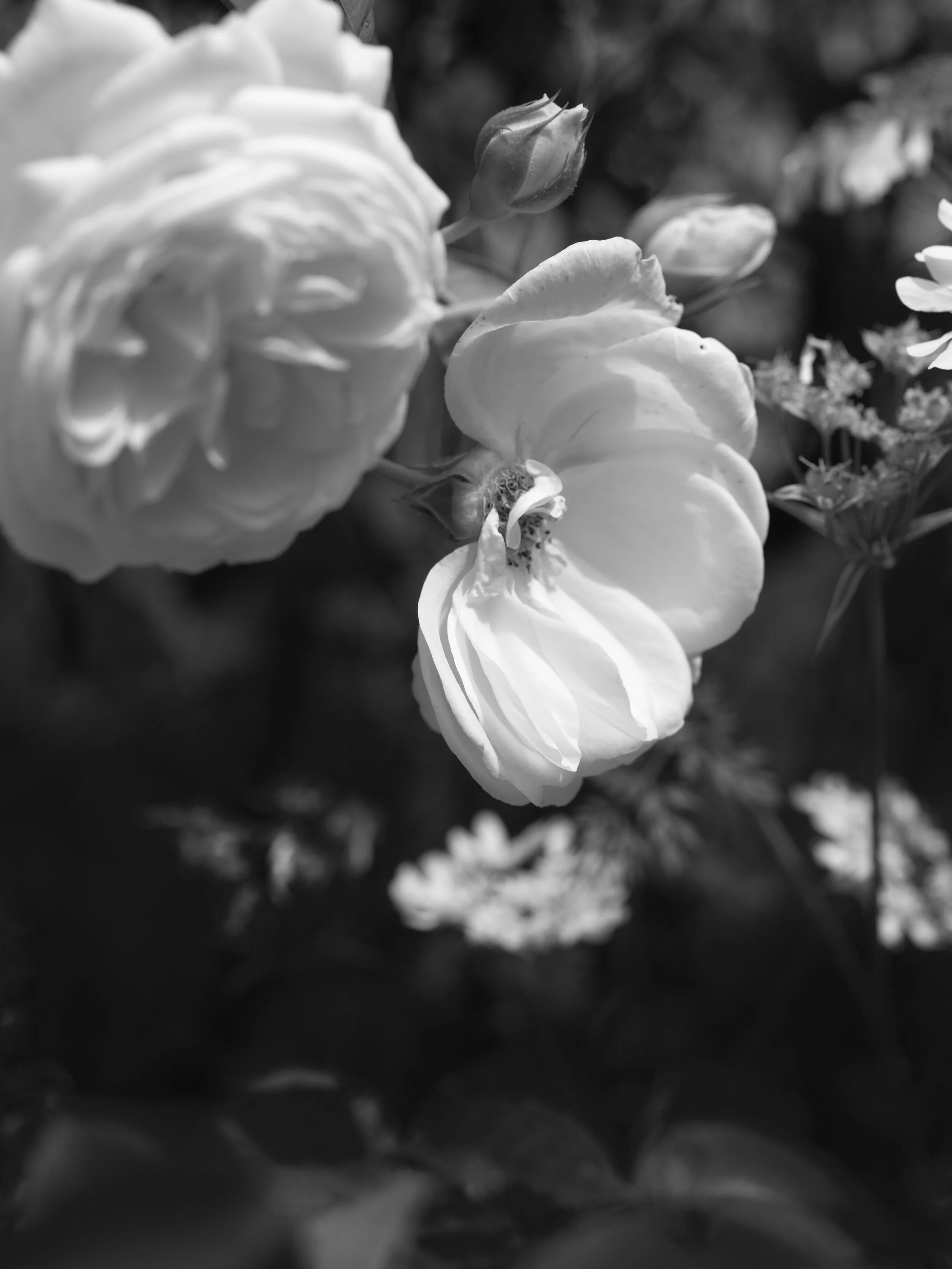 5unbreakablebloomXE5A7594.jpeg