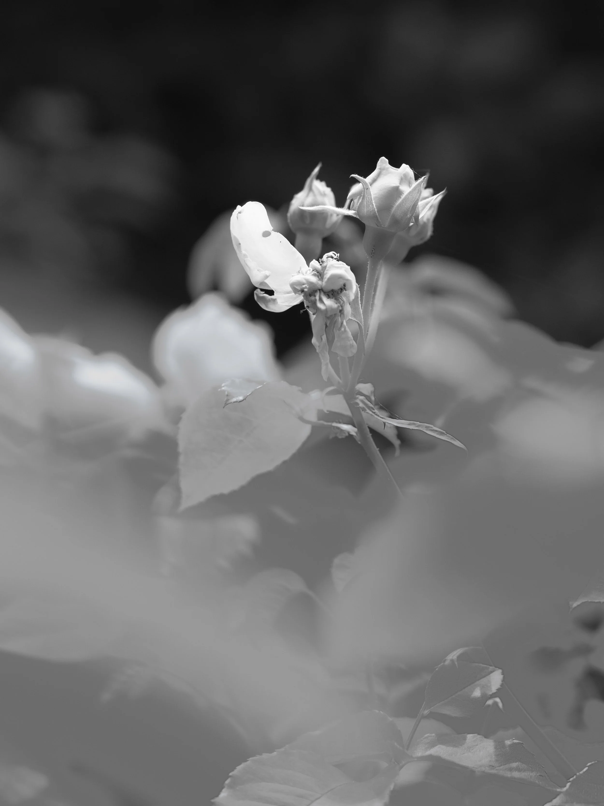 12unbreakablebloomXE5A7630.jpeg
