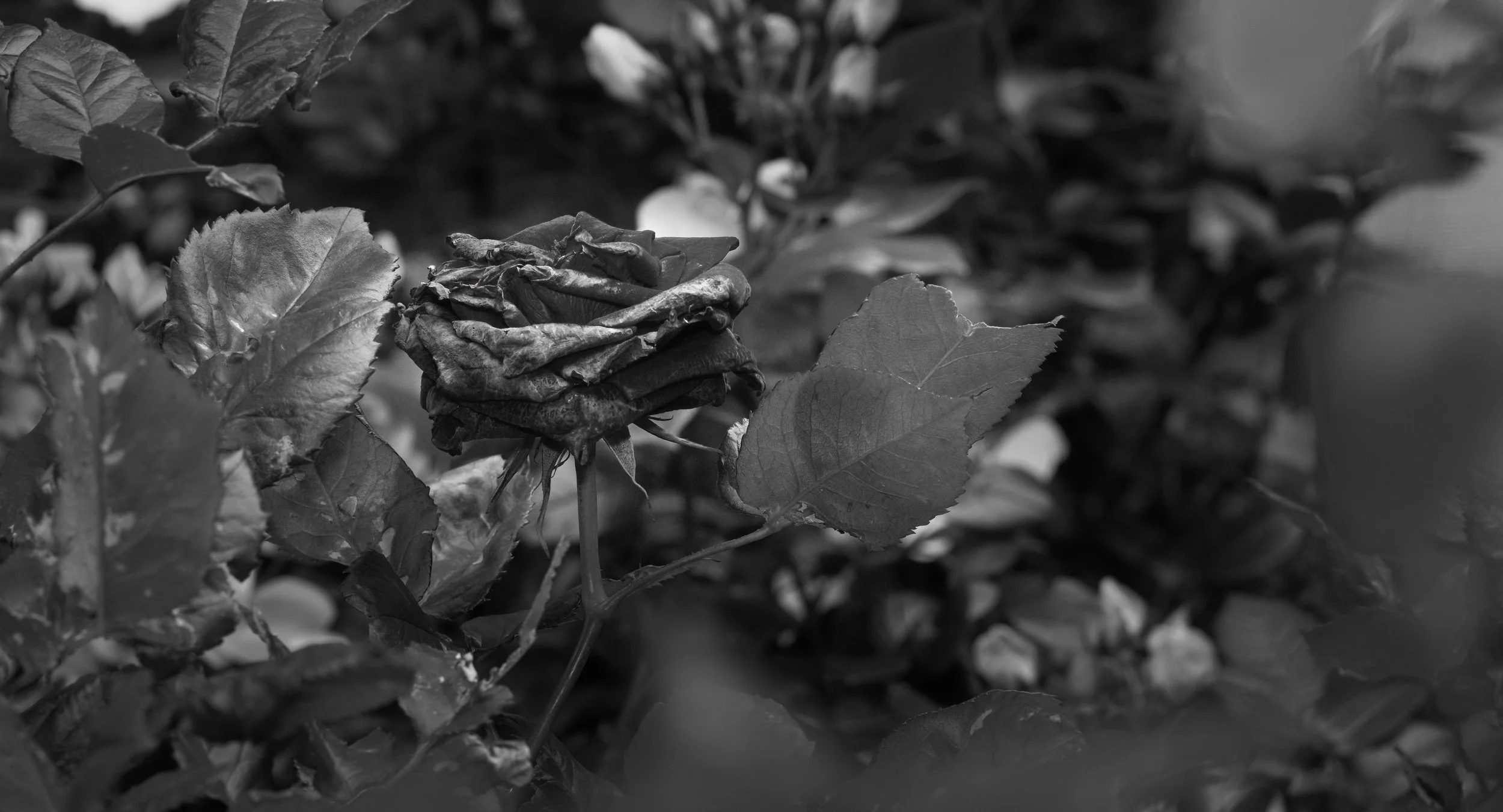 15TokyoGardenXE5A7168.jpeg