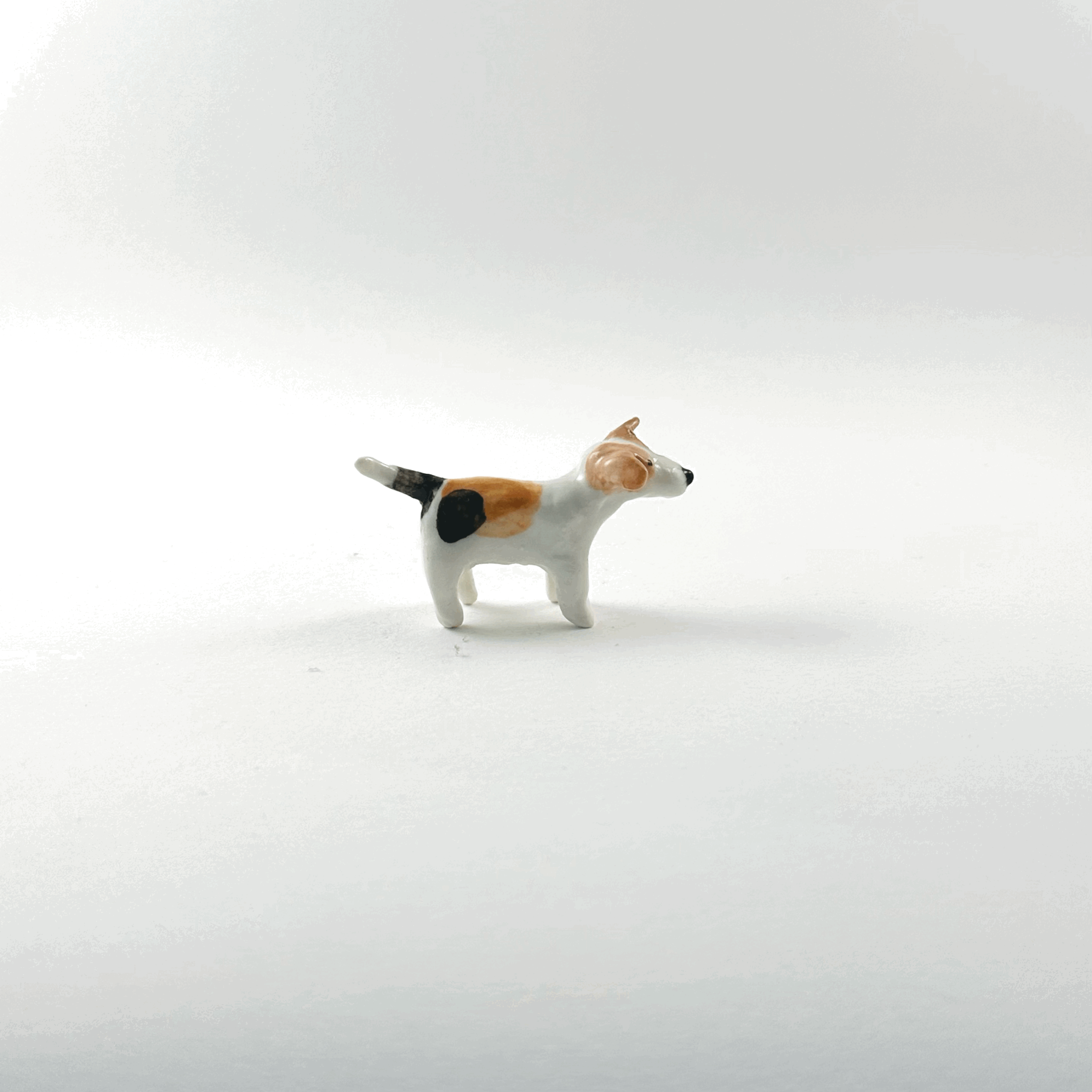 Tri Colour Jack Russell.