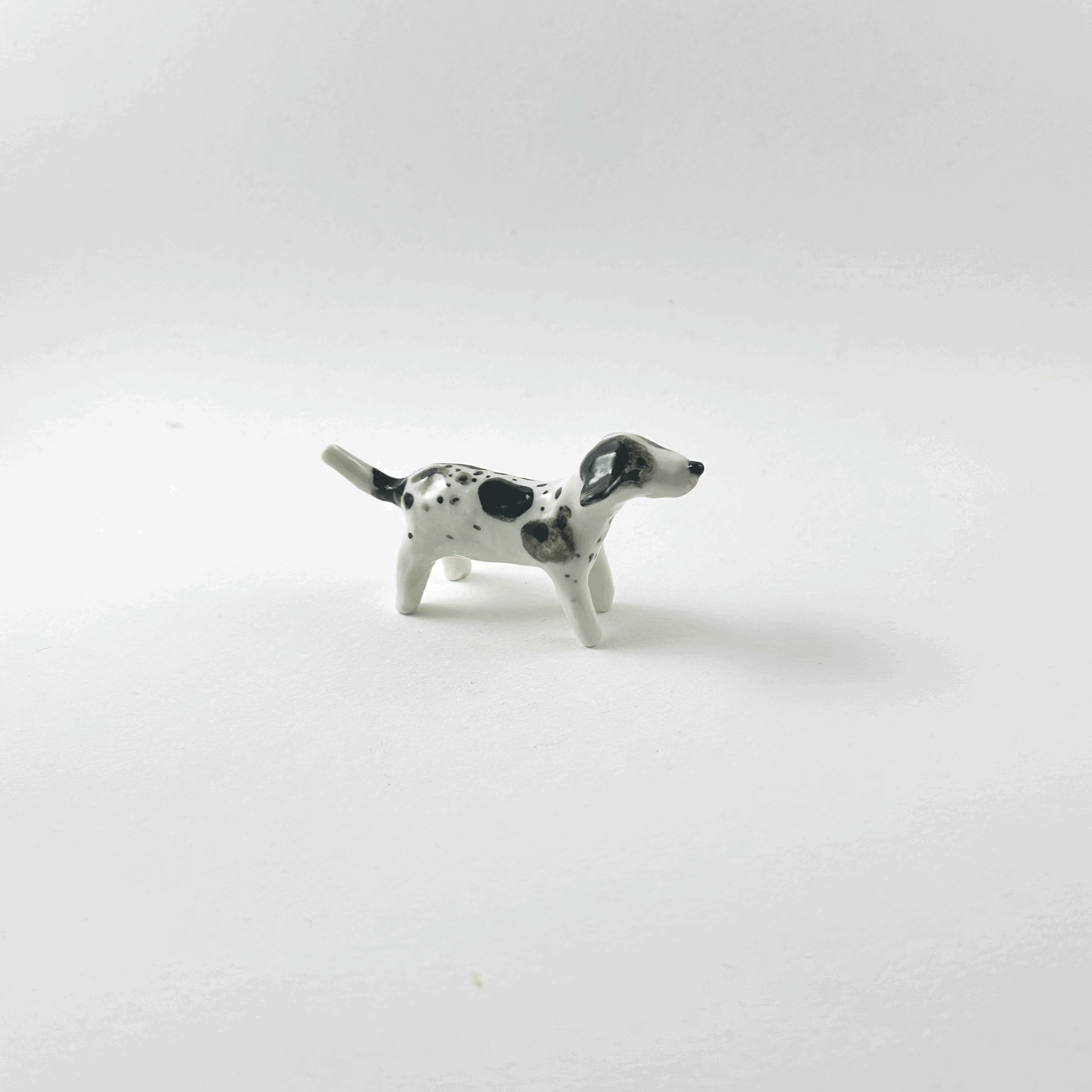 Spotty terrier