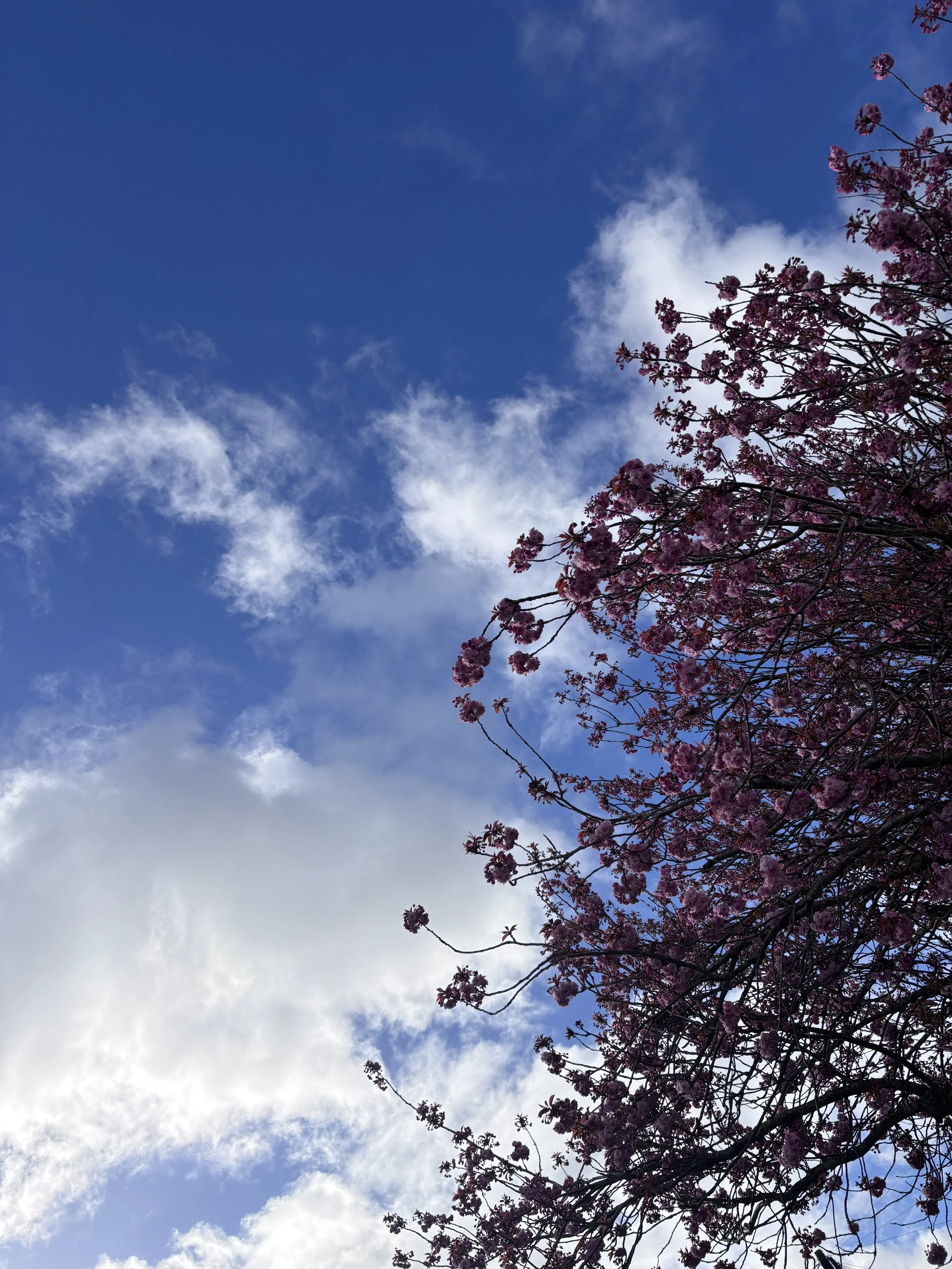 Spring in Whitley Bay, Unfolding