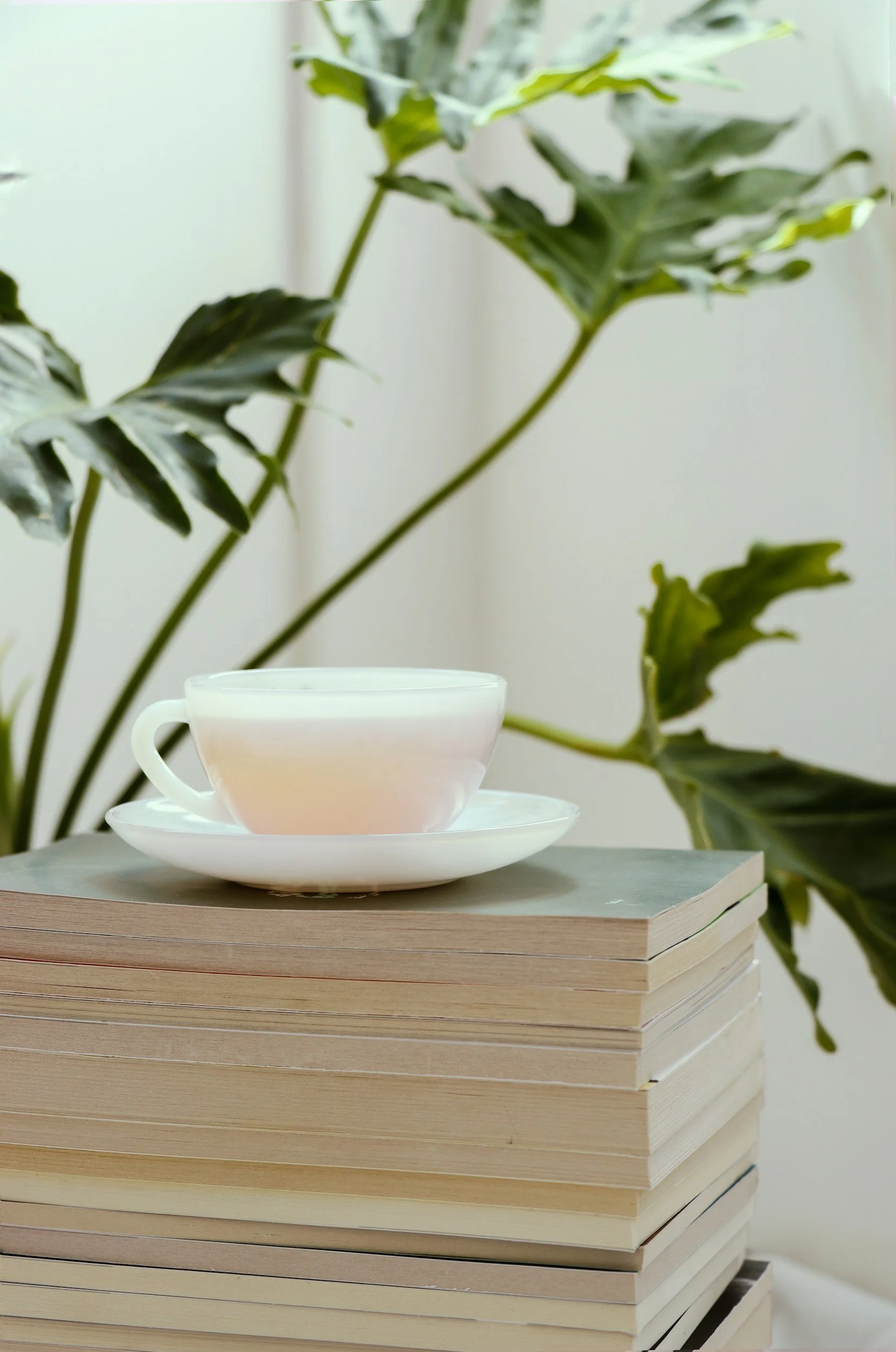 A white teacup with a matching saucer placed on top of a stack of books, with a large green plant with broad leaves in the background.