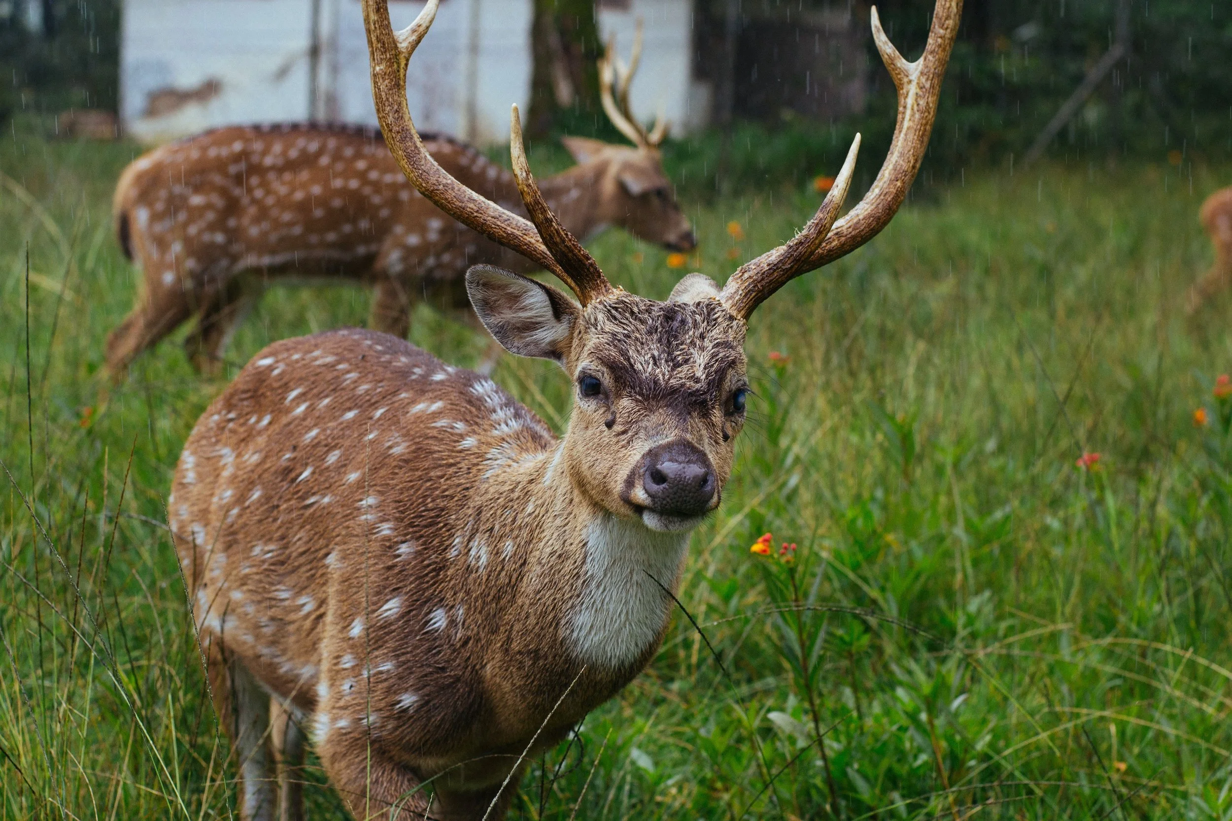 DSC_0658.jpeg