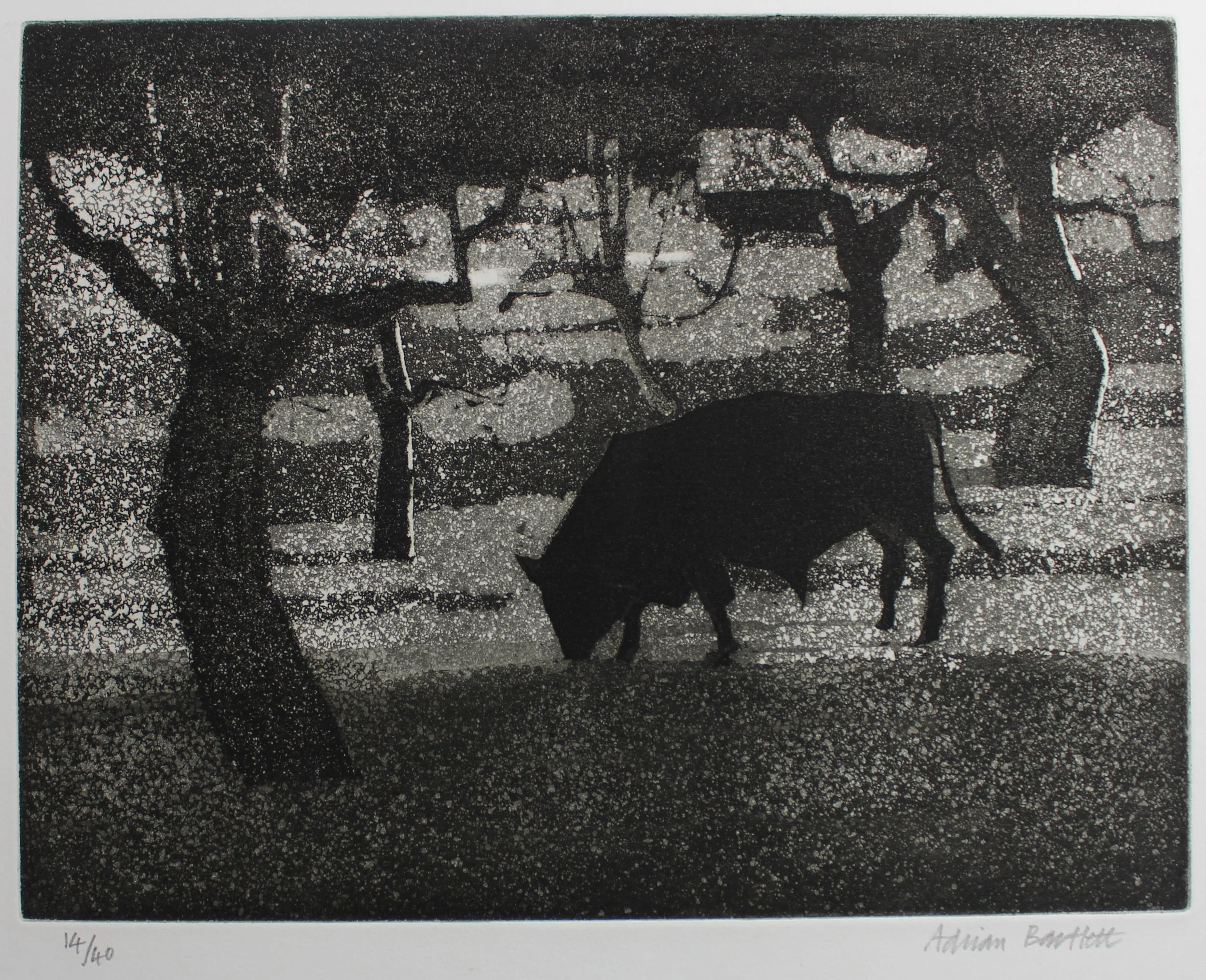 Bull and Olive Trees - 1987 - Aquatint - 23 x 30 cm