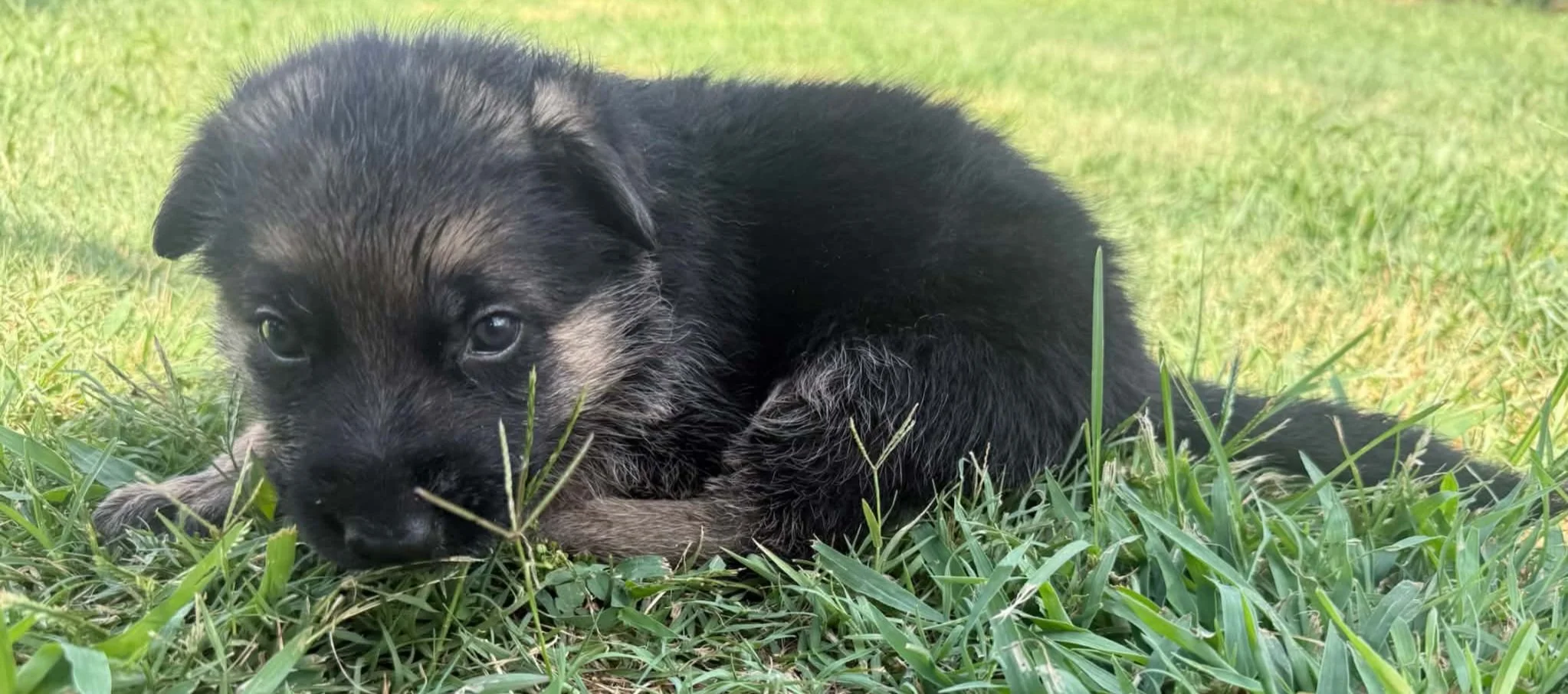 A small black and tan puppy lying on green grass, with a blurred green background.