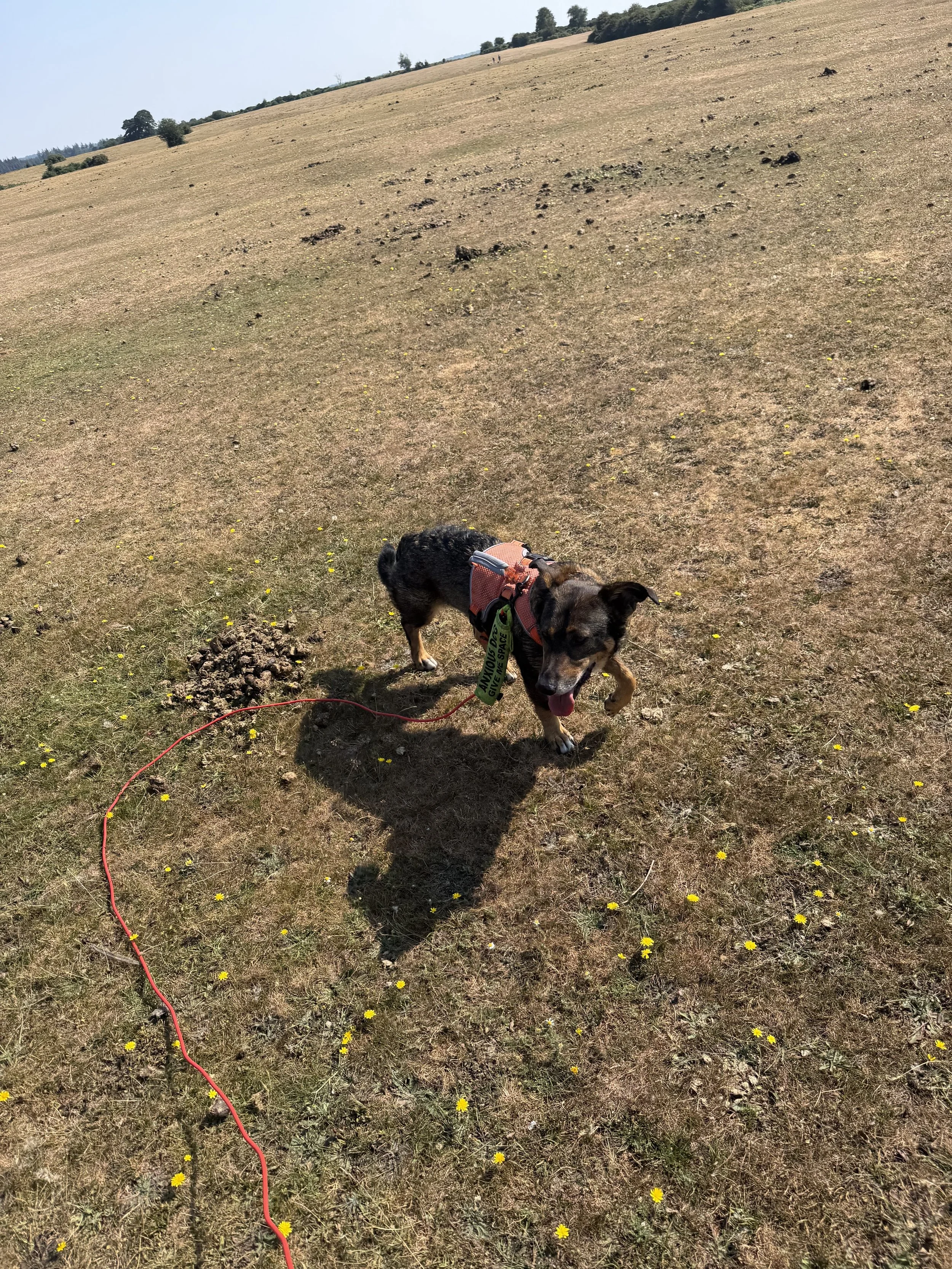 IMG_2393.jpeg