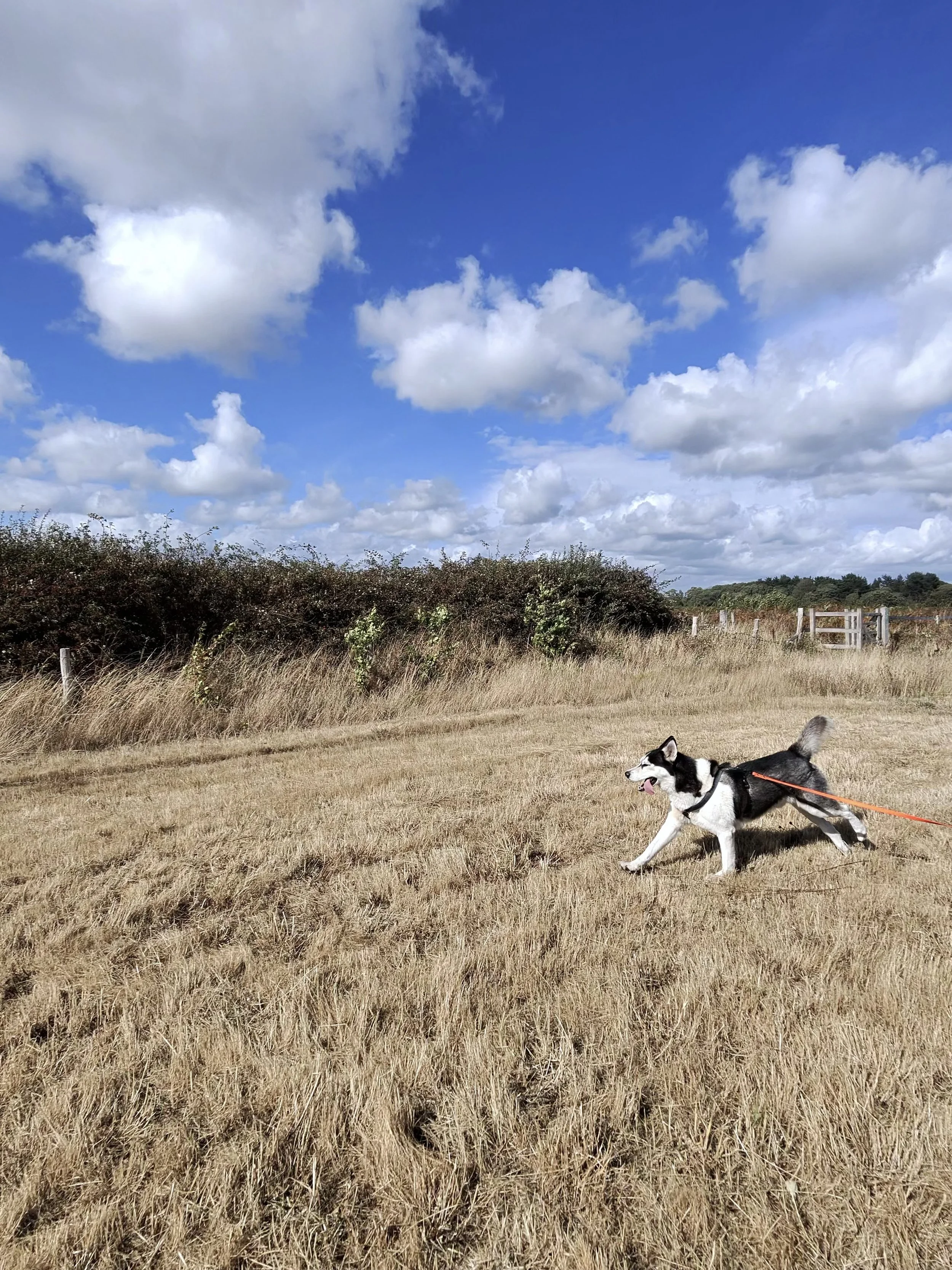 photo-249_singular_display_fullPicture.jpeg
