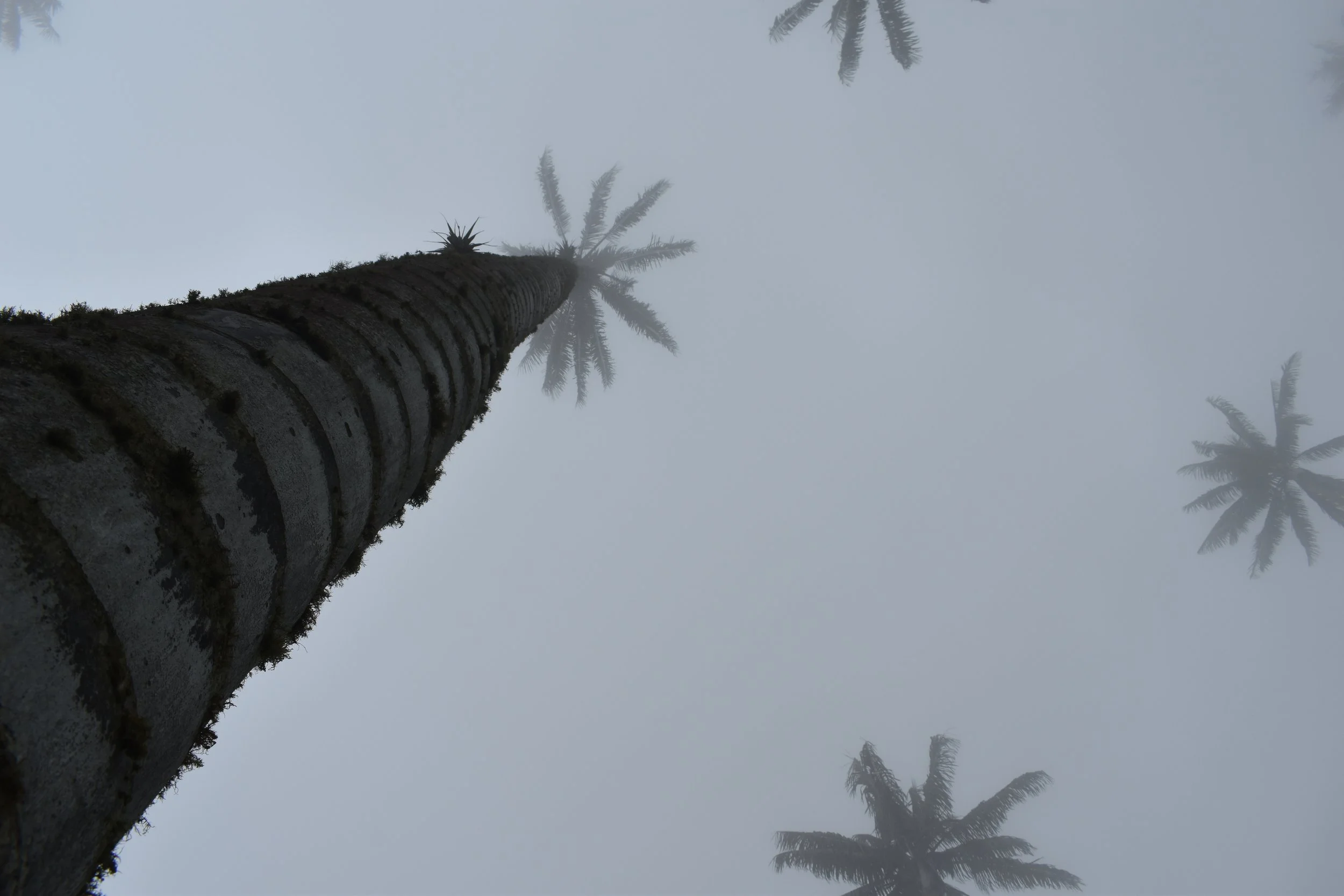 COL 6.JPG