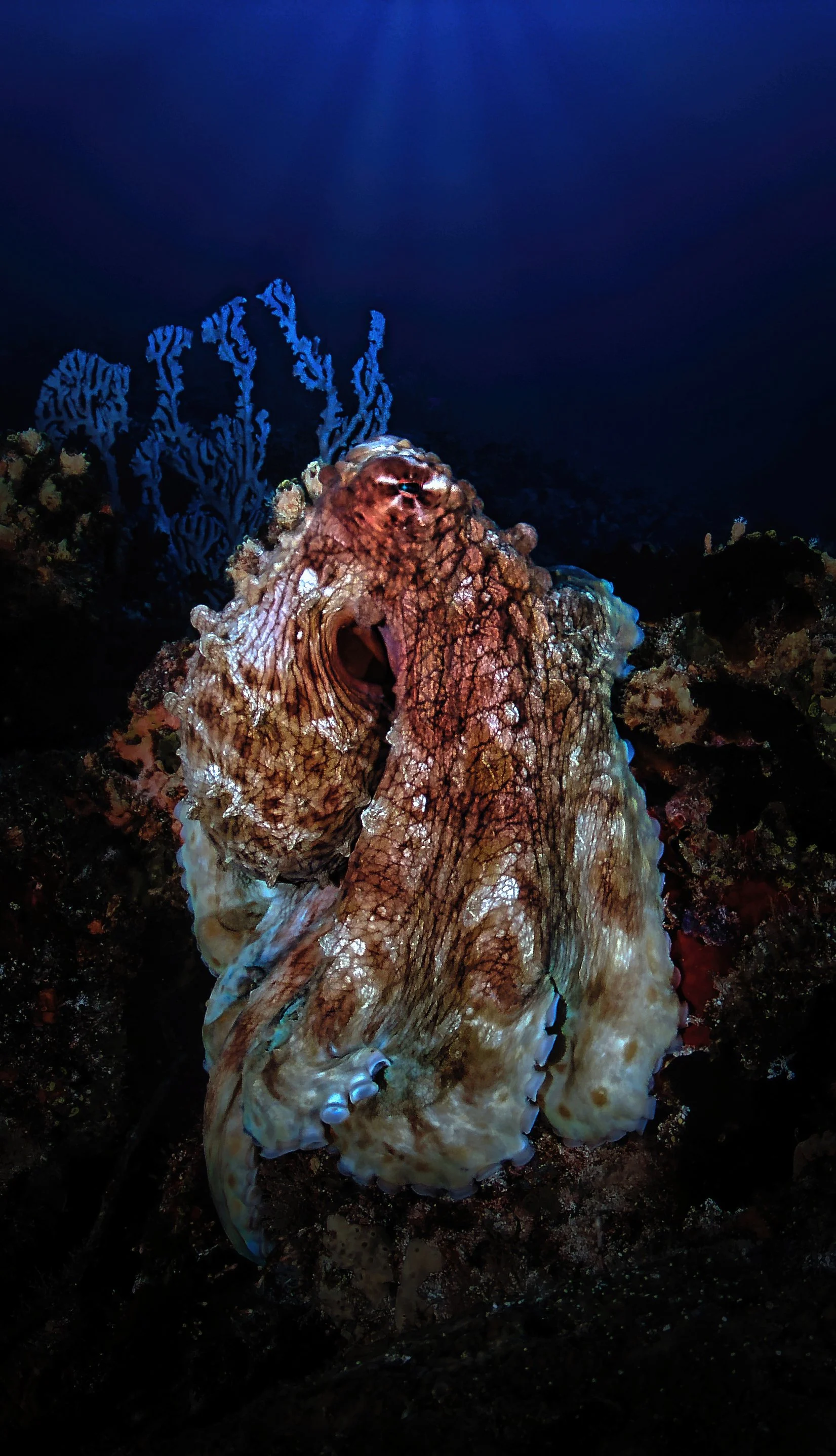 kraken, Maldives 2025