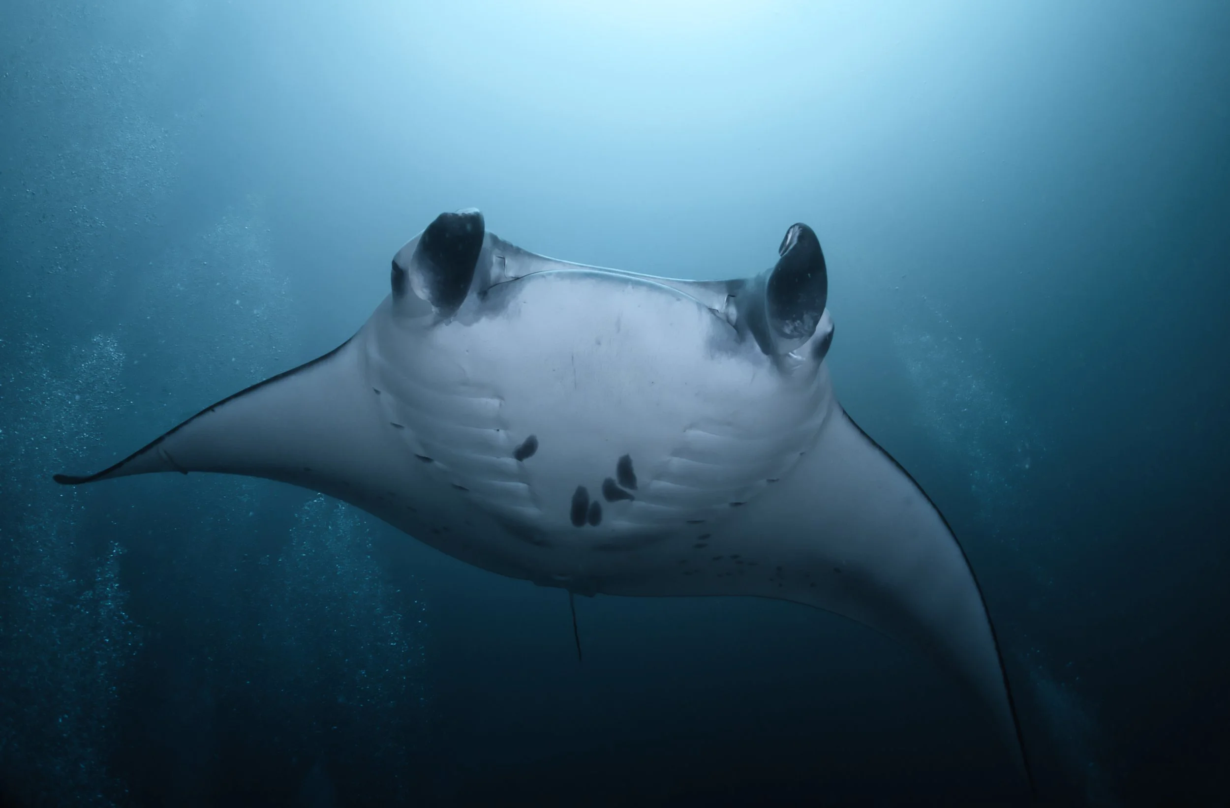 gentle giant, maldives, 2025