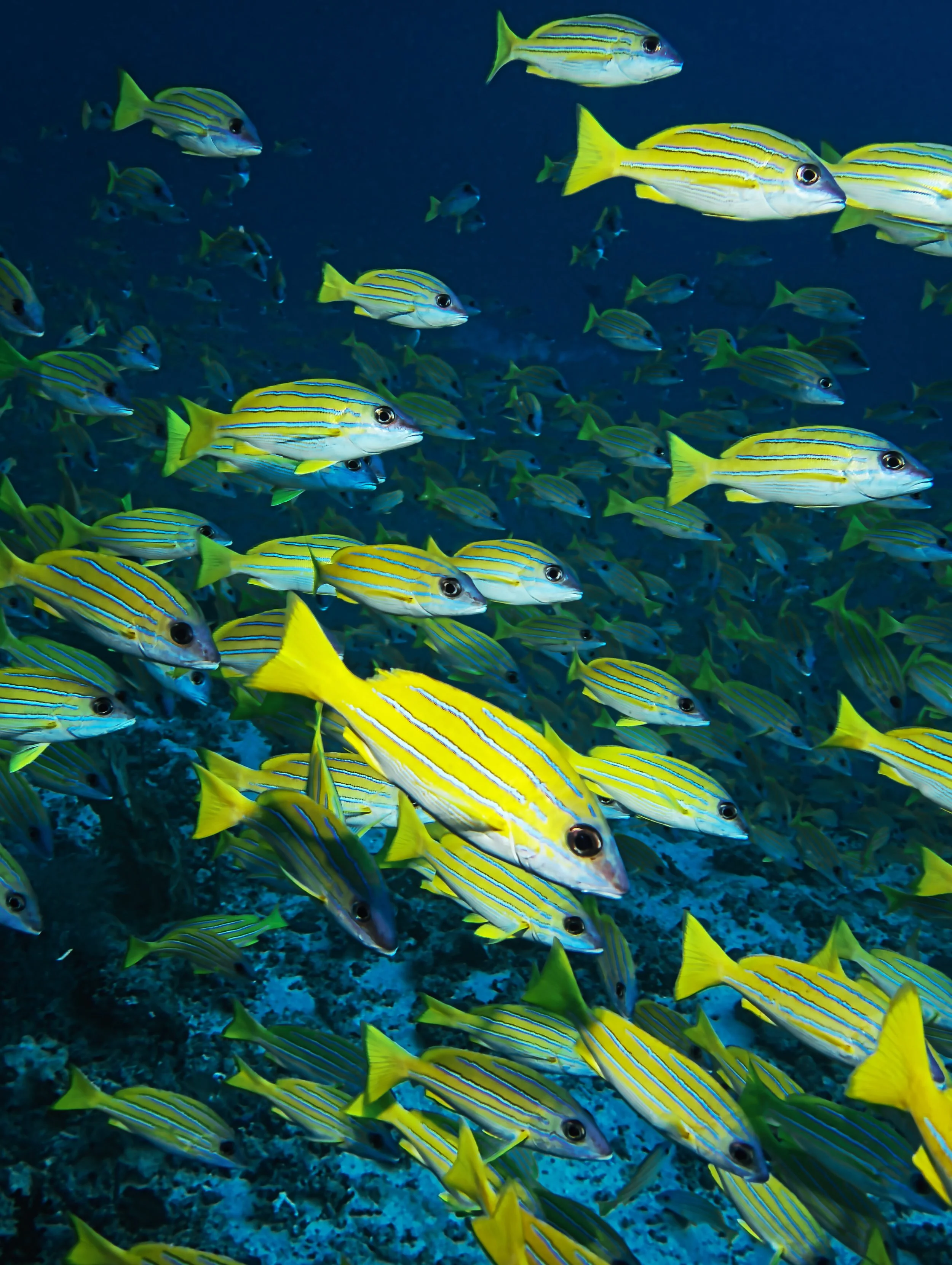 swarm, maldives, 2025