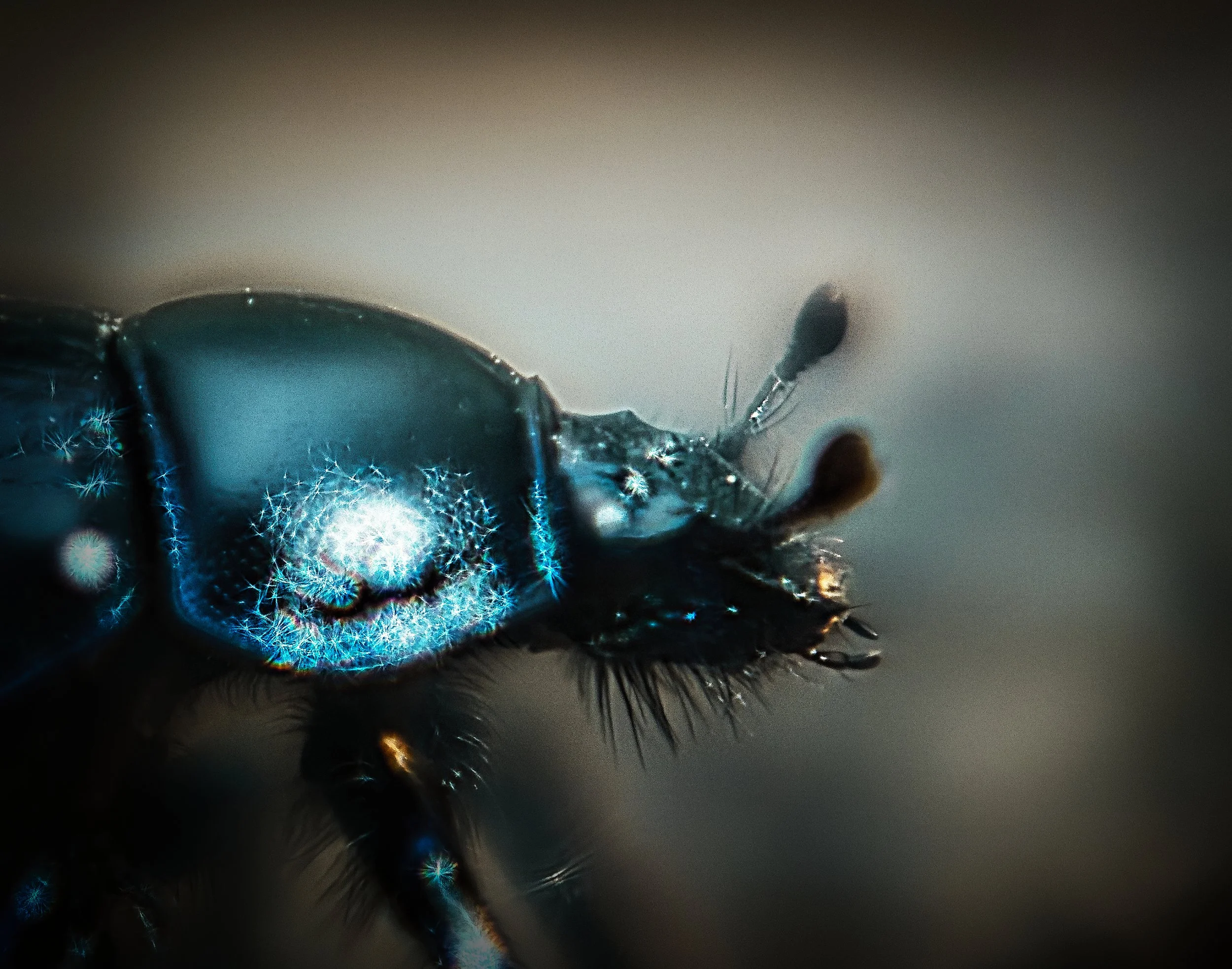 galaxy, Germany, 2025