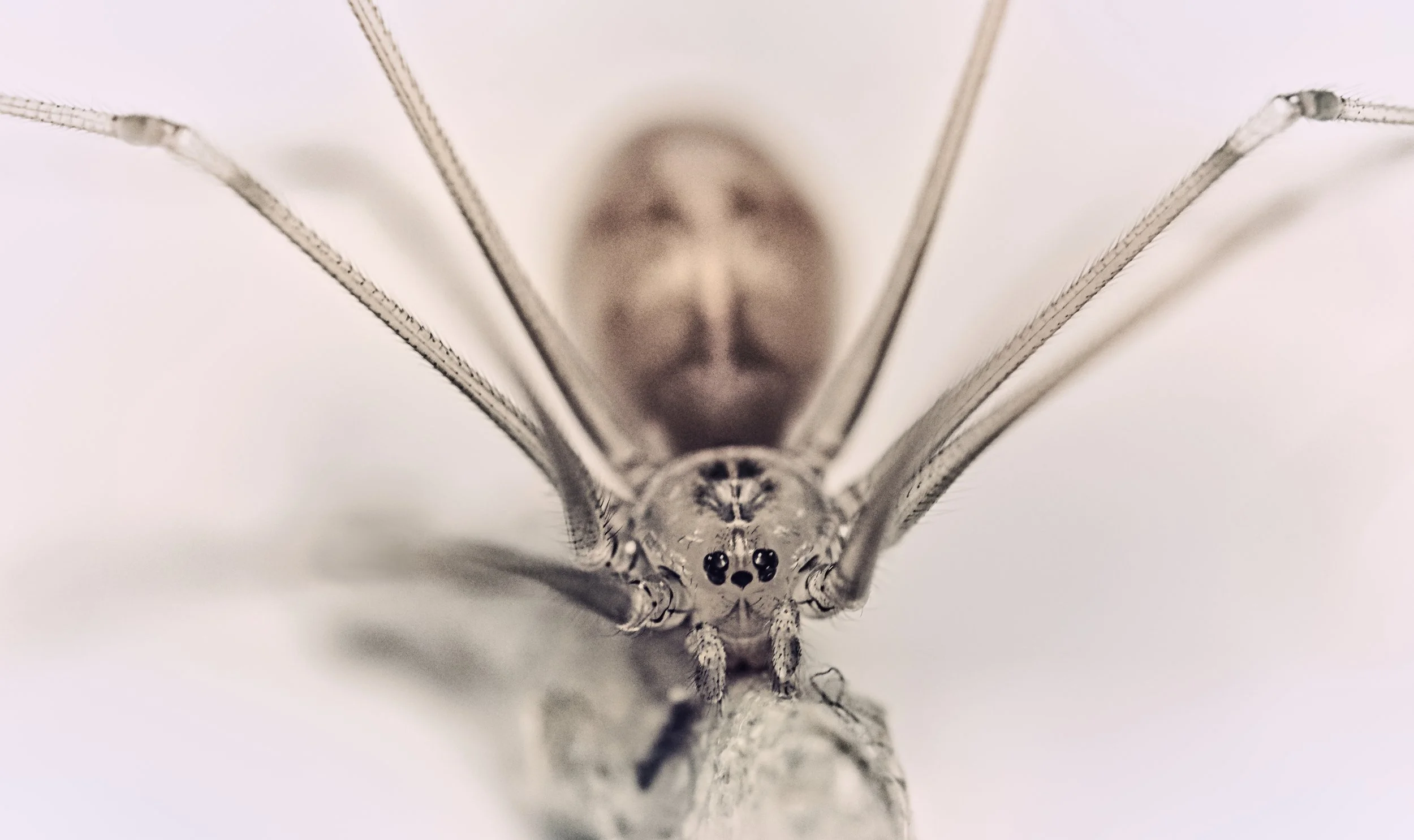 predator, Germany, 2025