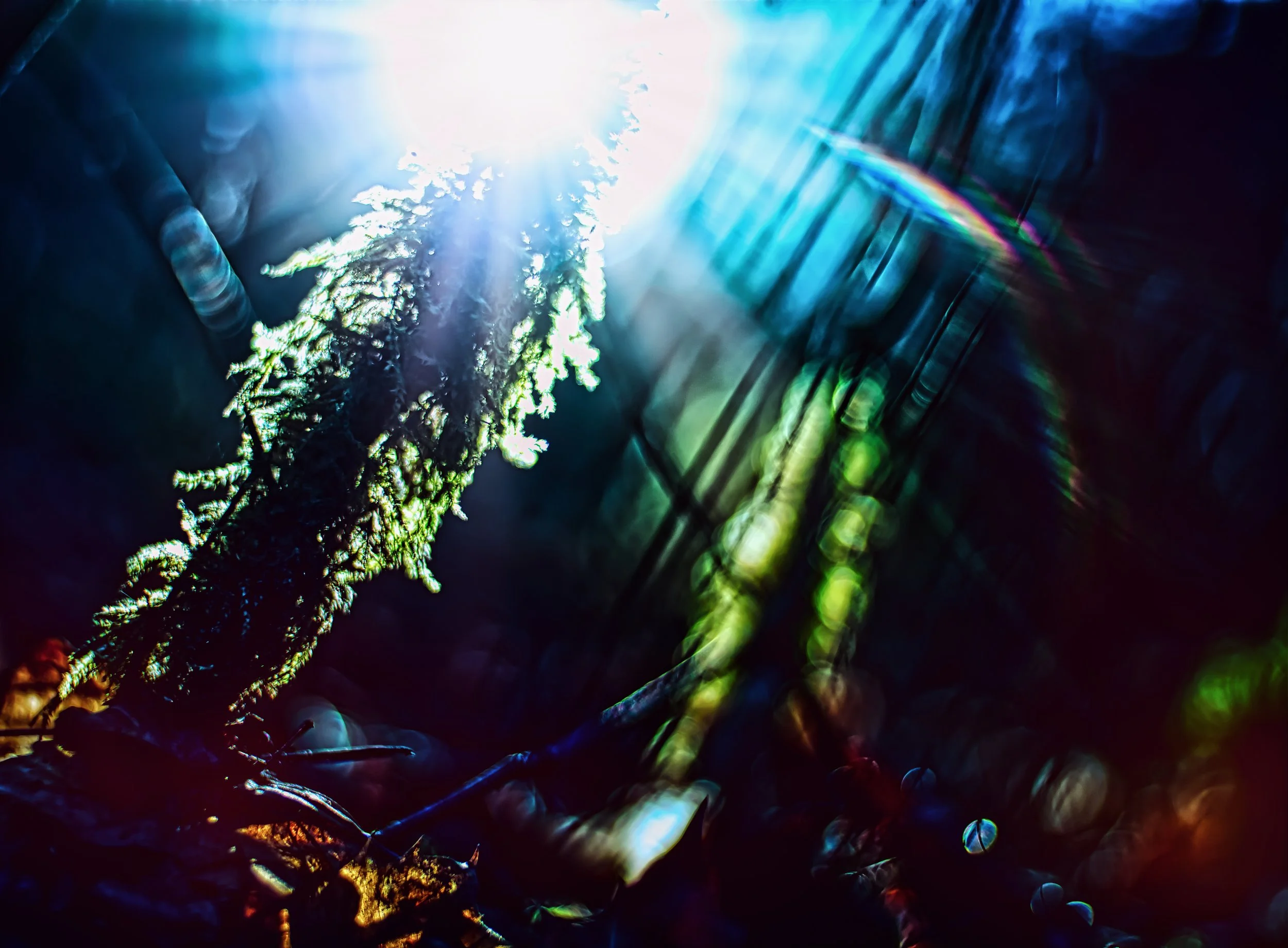 deep forest, Germany, 2026