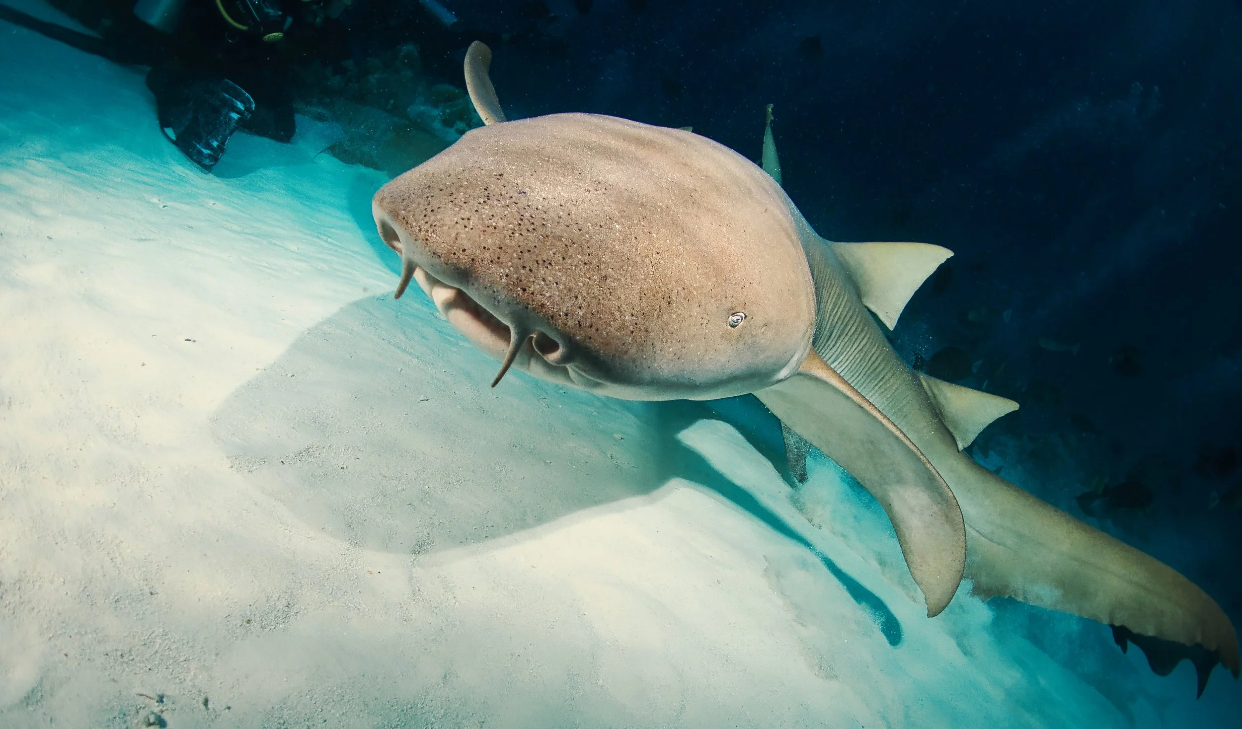 nursy, Maldives, 2025