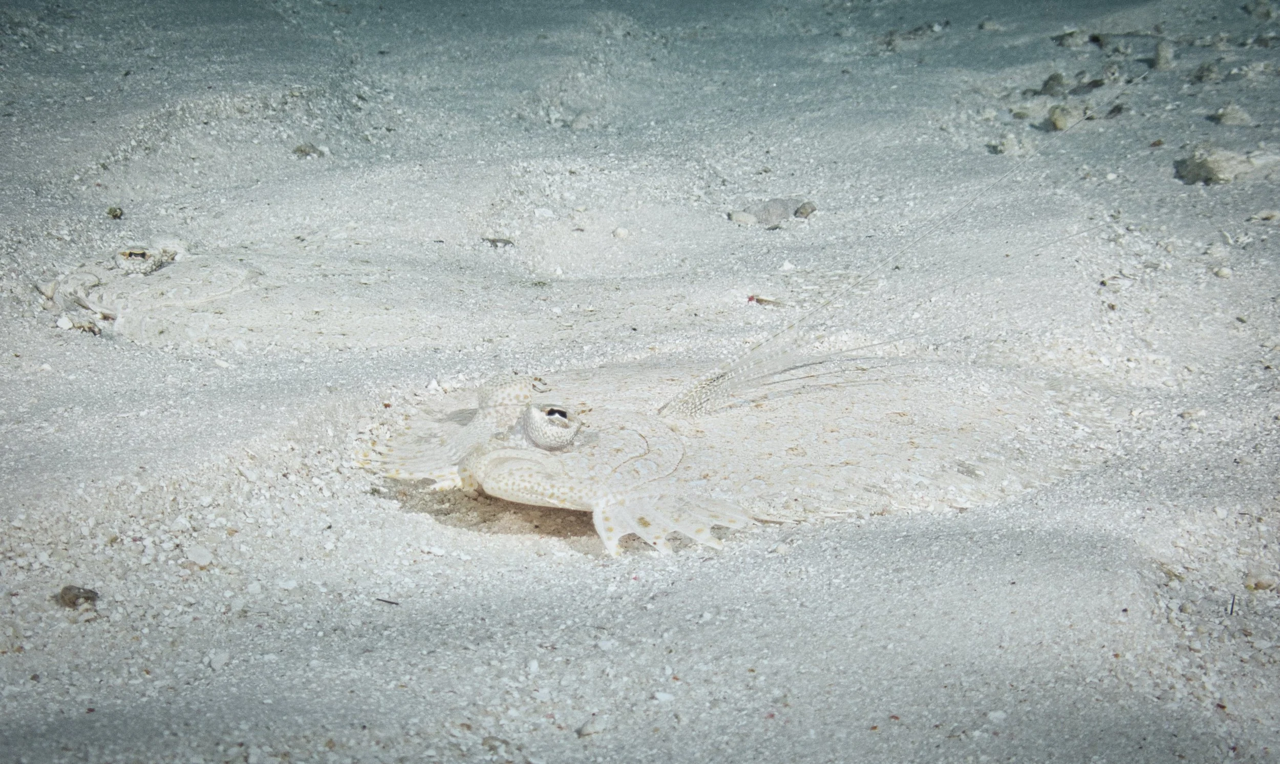 sandy bottom, Maldives, 2025