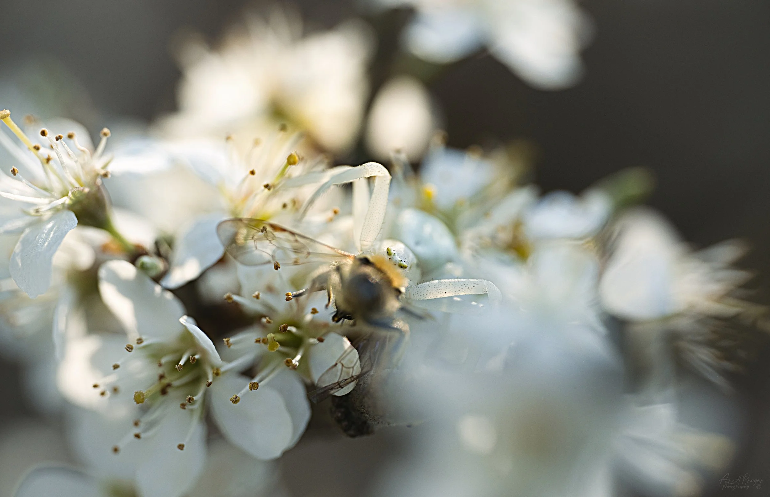 yum yum in the sun, Germany, 2026