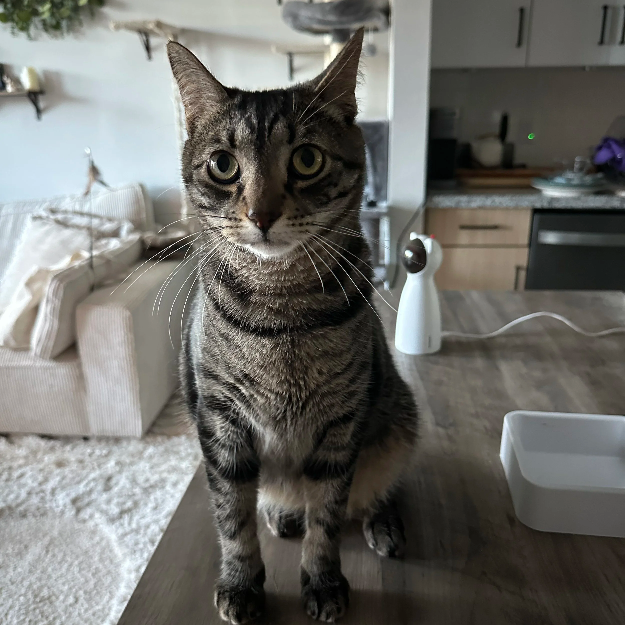 A tabby cat with green eyes sitting on a wooden table in a living room, with a kitchen in the background, including a white humidifier and a white pet bowl.