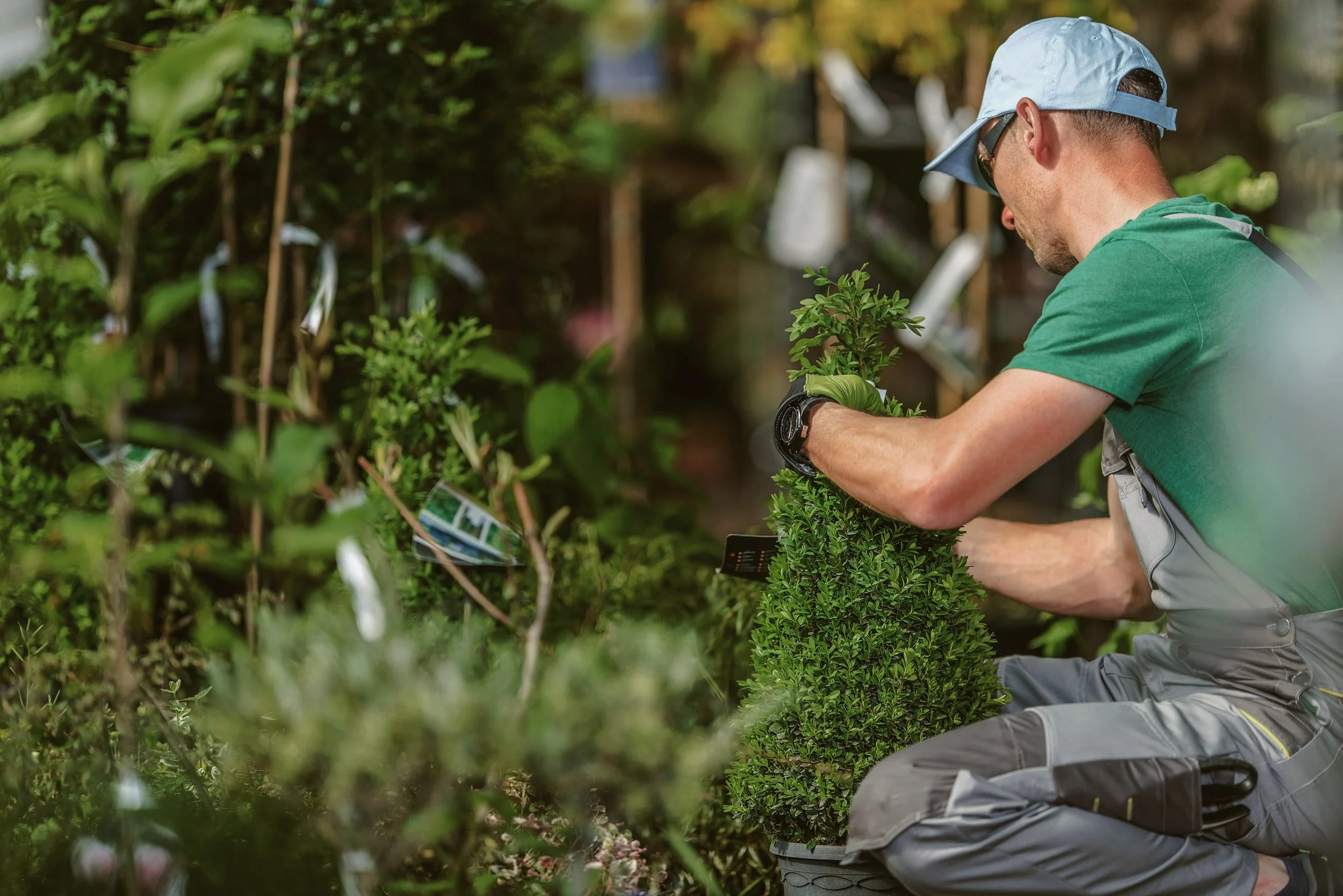 A gardener planting a shrub.