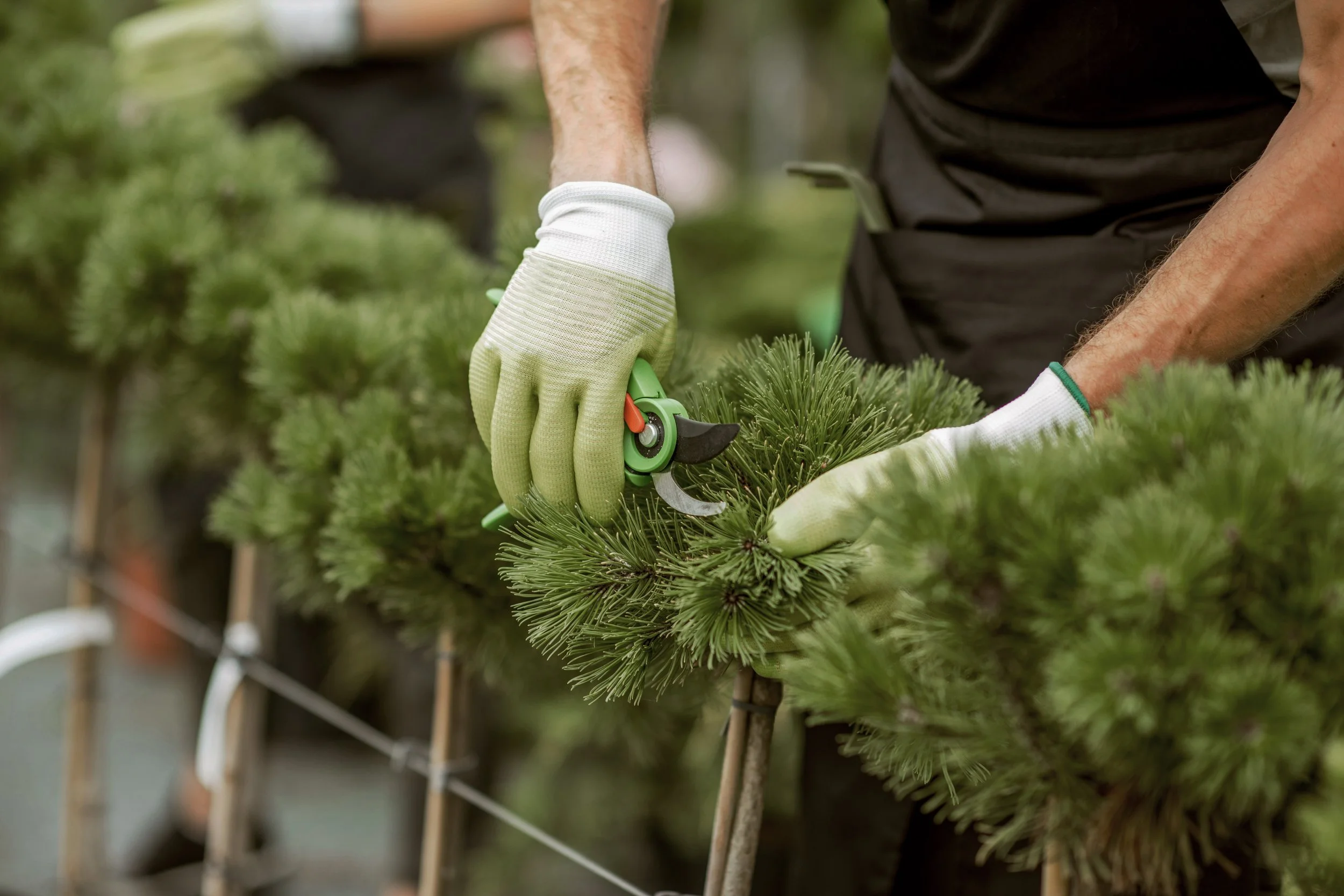 Close up shot of plants being trimmed.