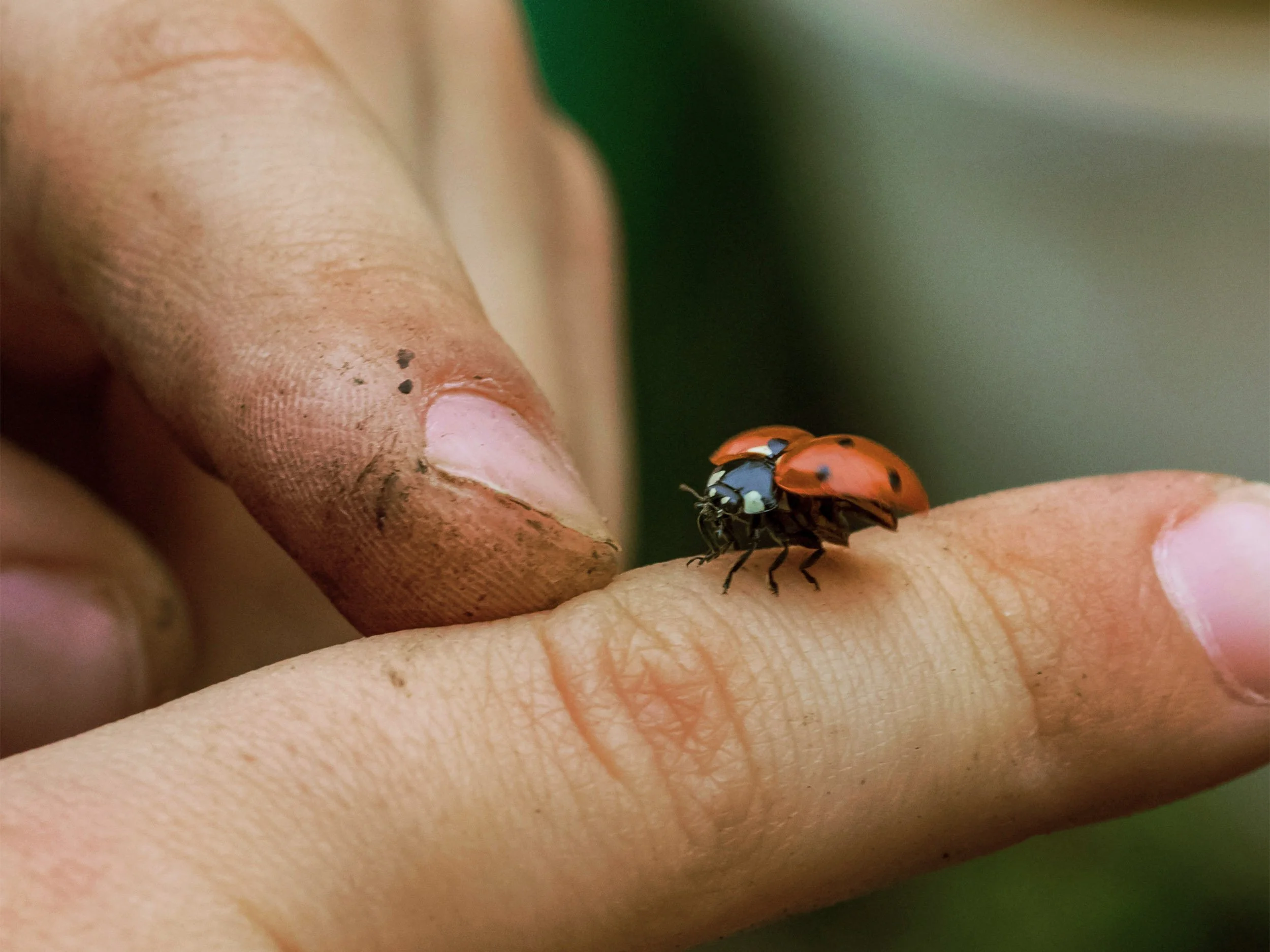 Close up shot of a lady bug.