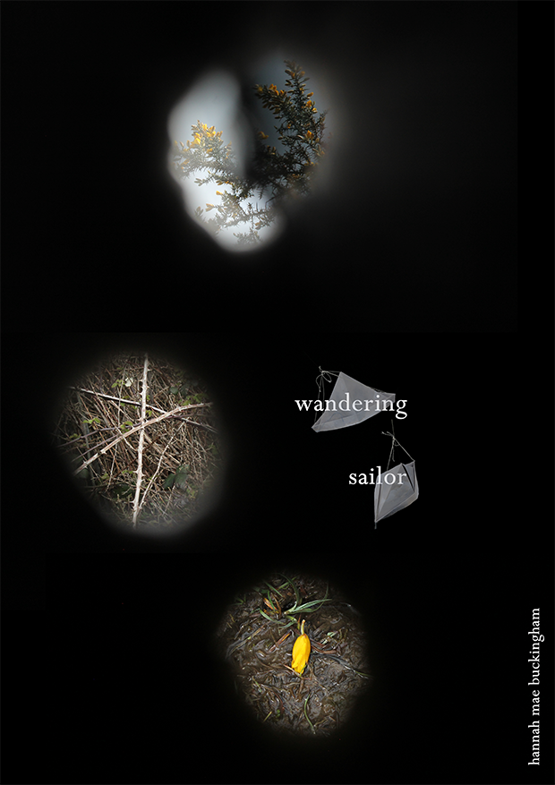 Photographs of nature seen through three small circular holes, with words 'wandering' and 'sailor' floating beside two of the images, and a yellow flower in muddy water at the bottom.