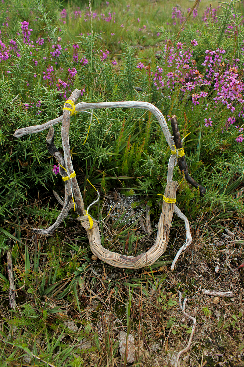 Gorse Crown, made from burnt, weathered, twisted piece of Gorse tied together with linen yarn painted yellow, placed on the heath among purple wildflowers and fresh green spiky gorse with a small spider web covered with rain droplets at its centre.
