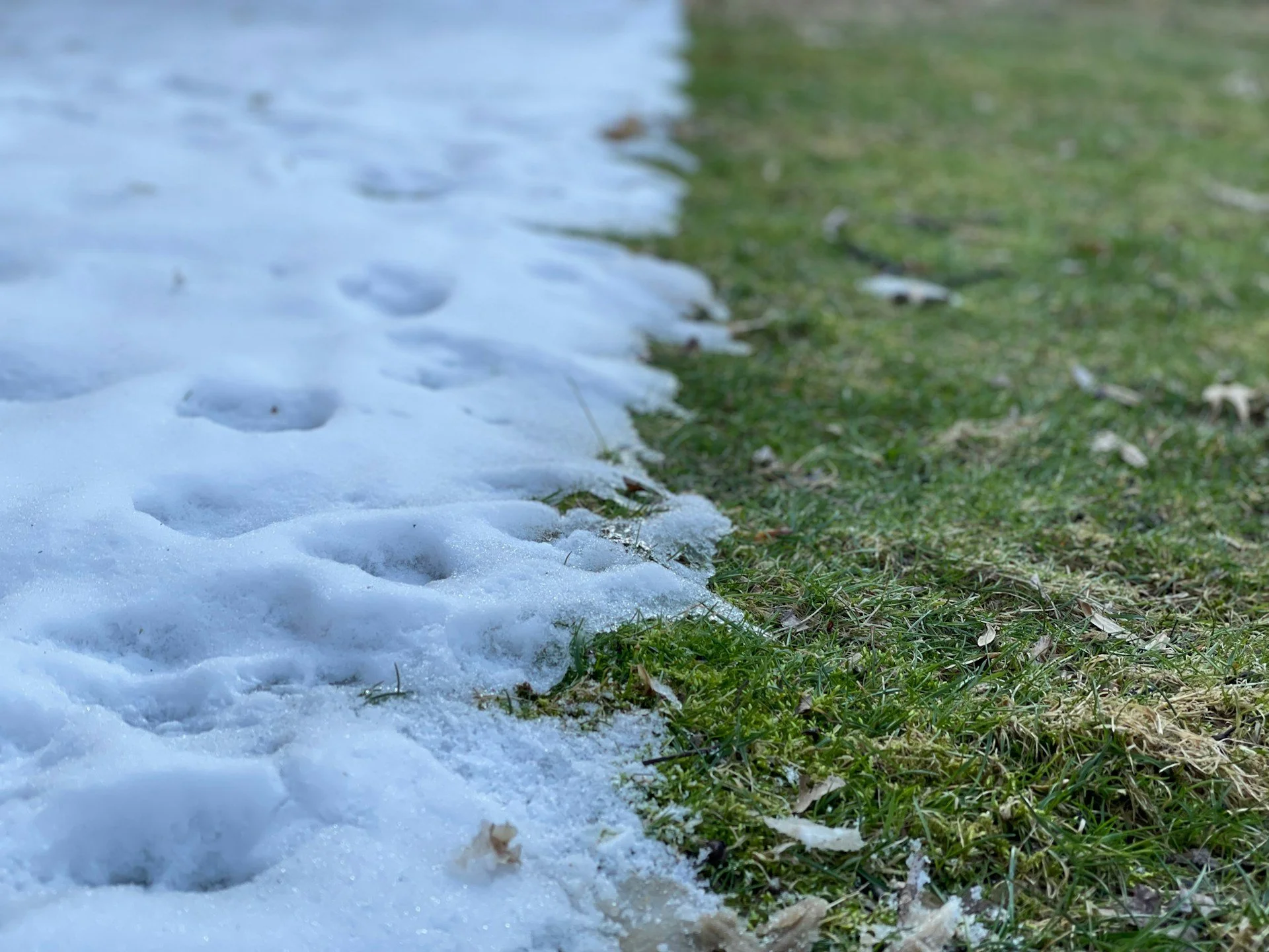 Will Snow Kill My Grass?