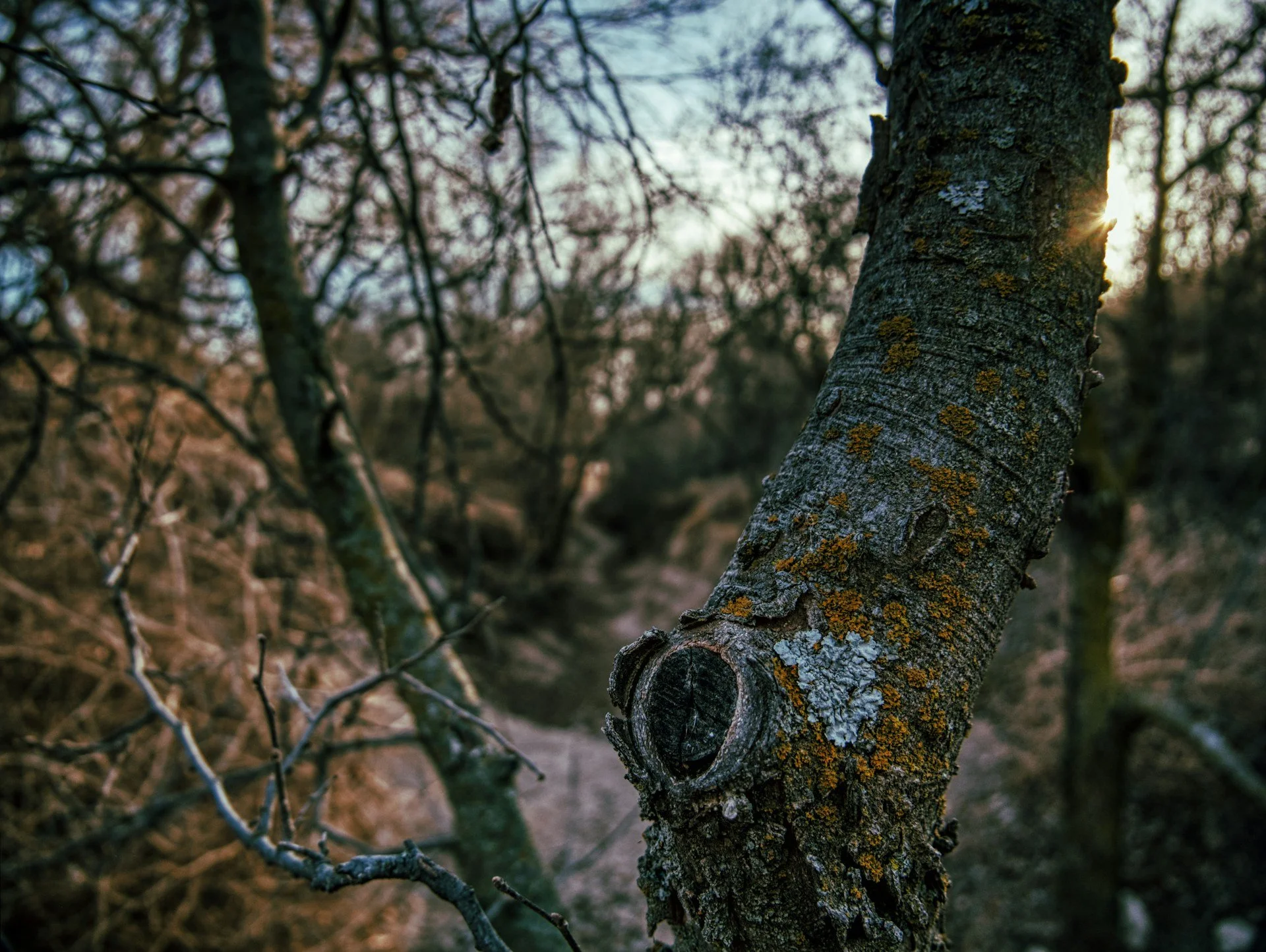 Close-up of a tree trunk with sunlight peeking through the branches in the background.