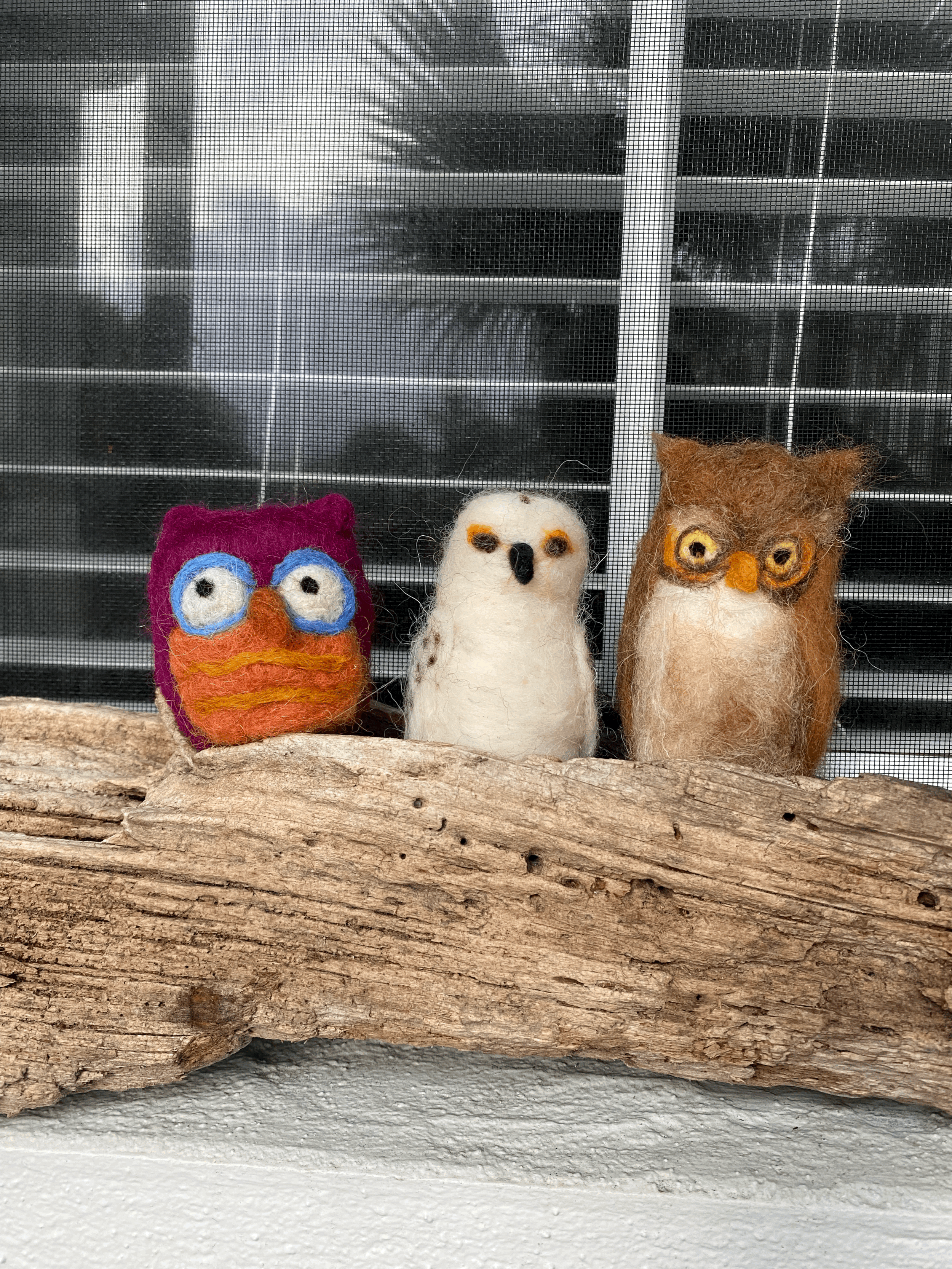 IMG_2987zaniDZ.gif