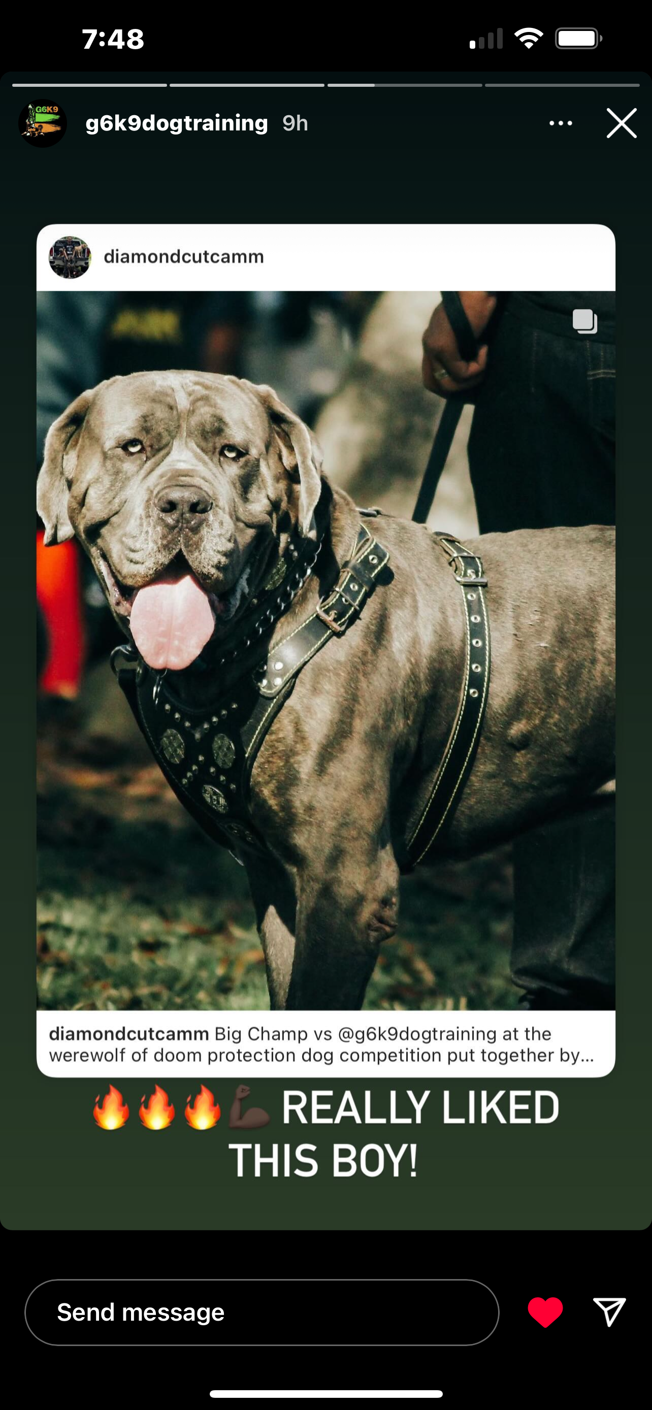 Diamondcut mastiffs studs-1.png