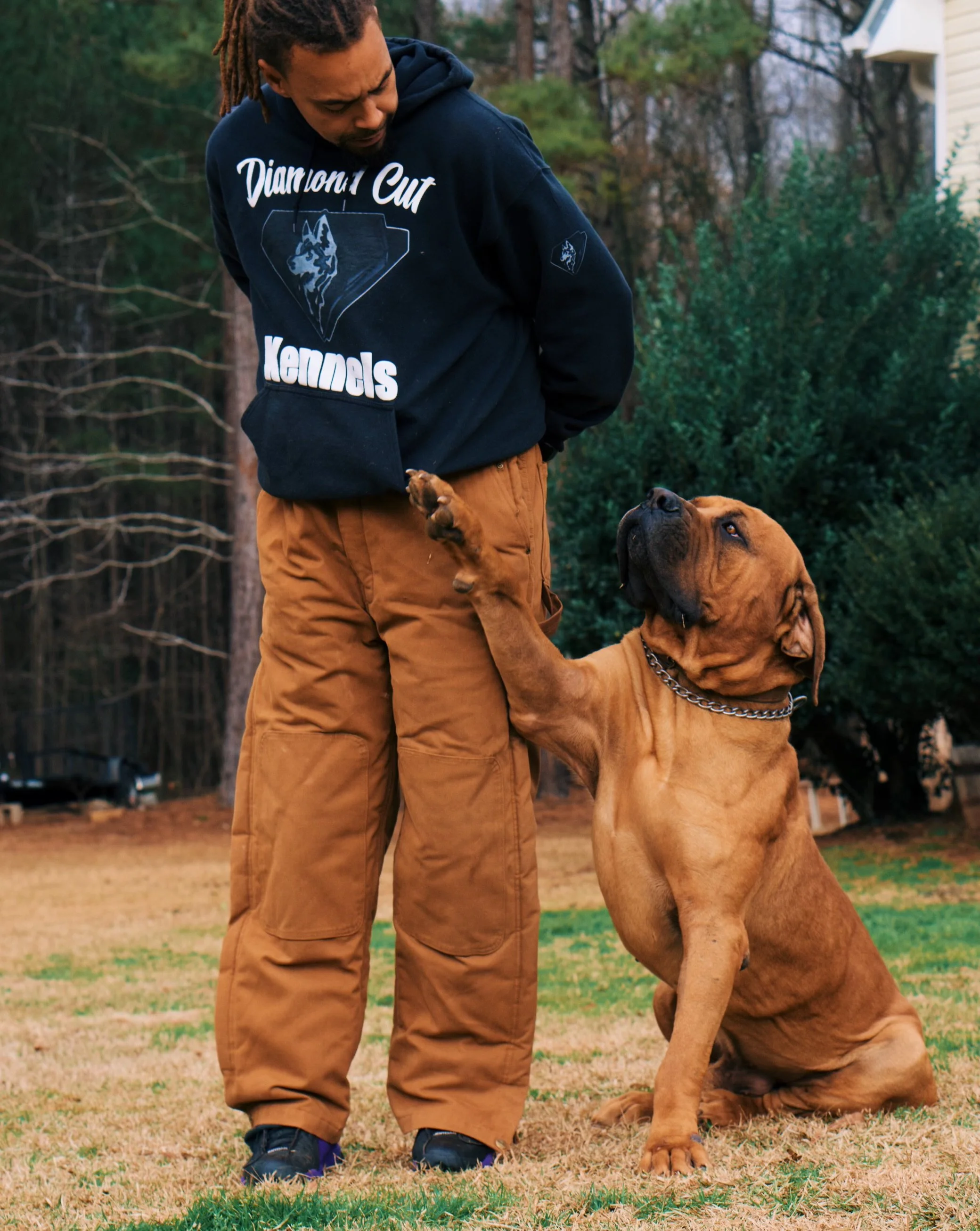 Diamondcut mastiffs studs-8.jpg