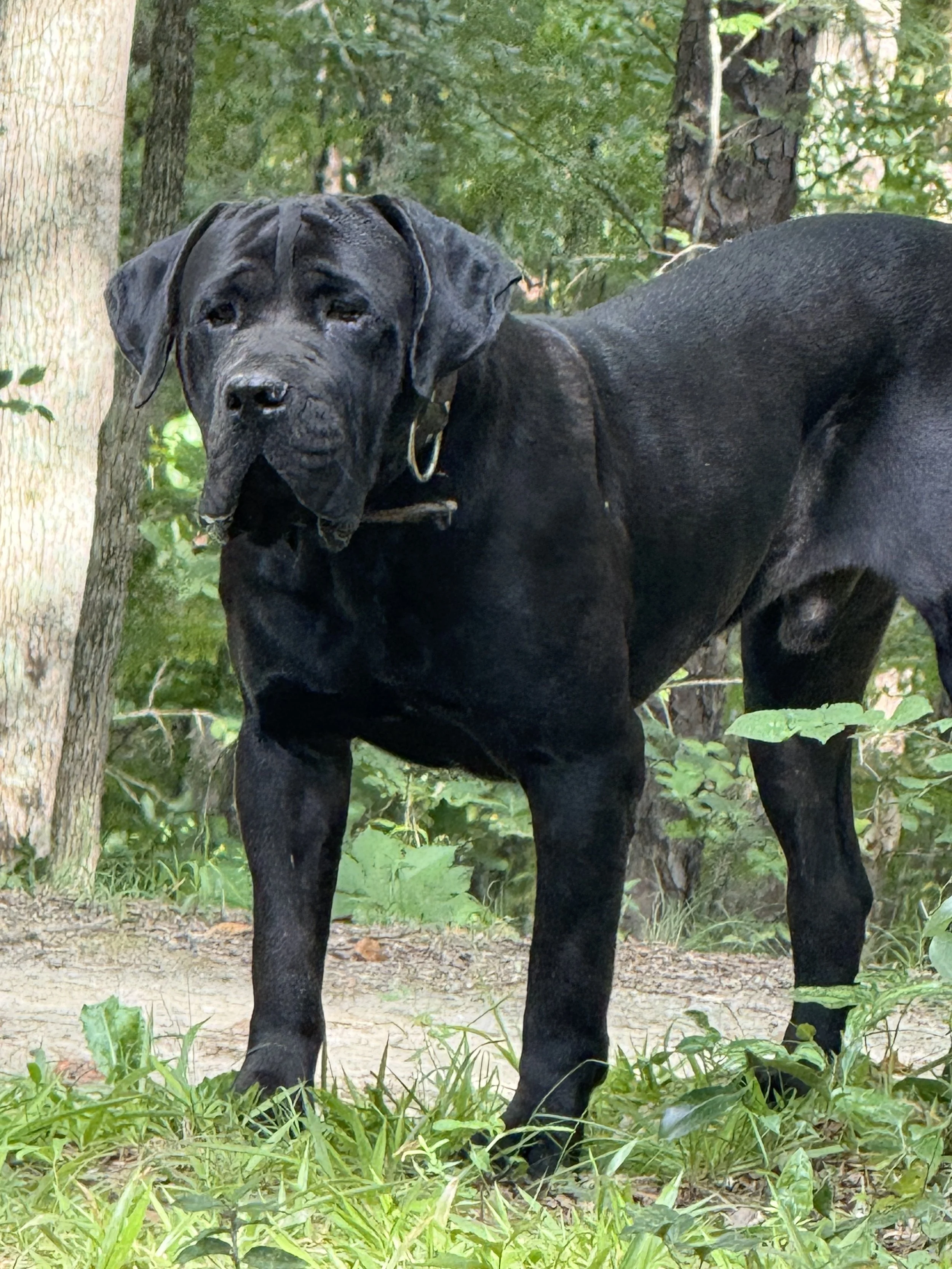 Diamondcut mastiffs studs-10.jpg