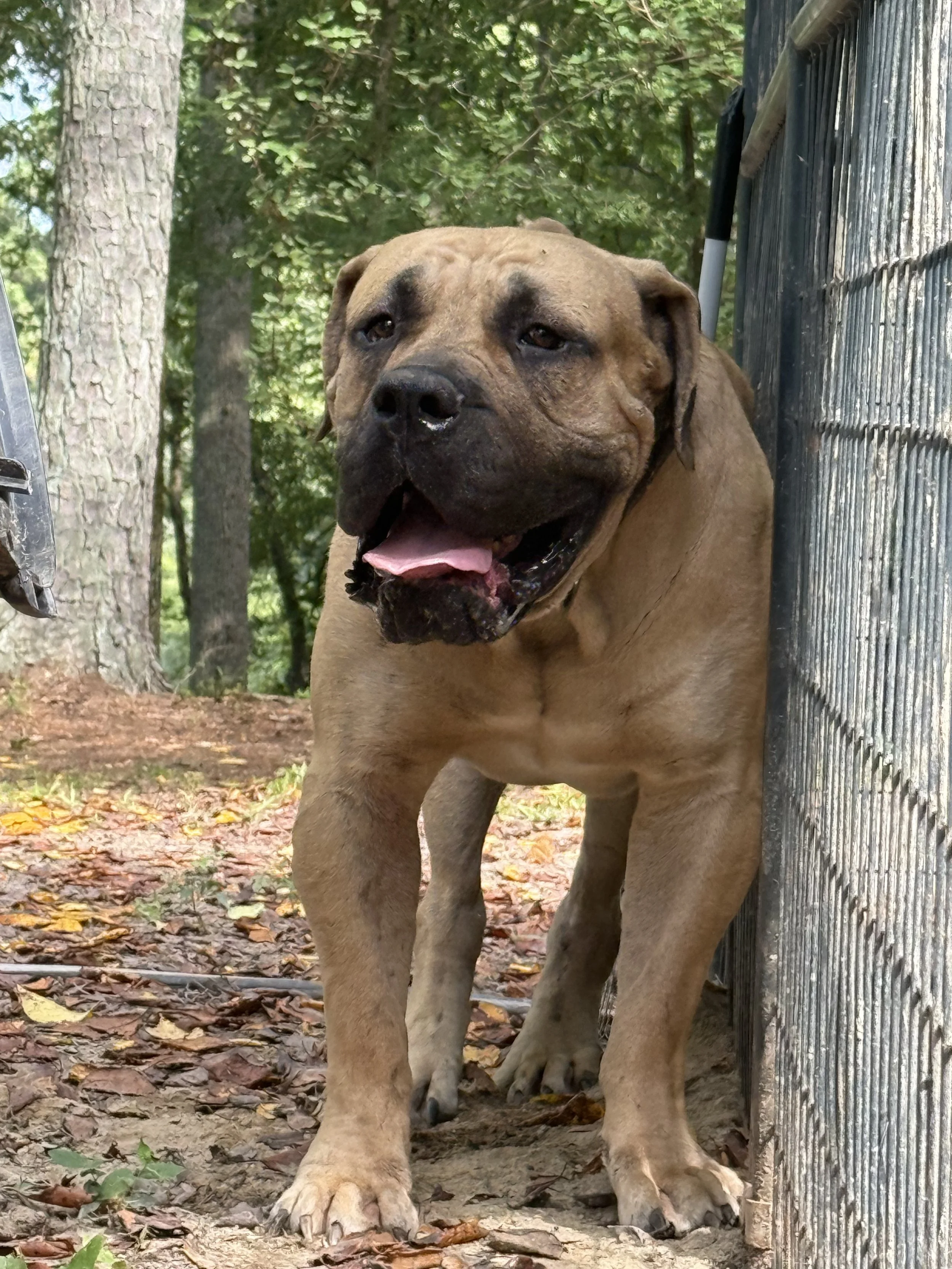 Diamondcut mastiffs studs-4.jpg