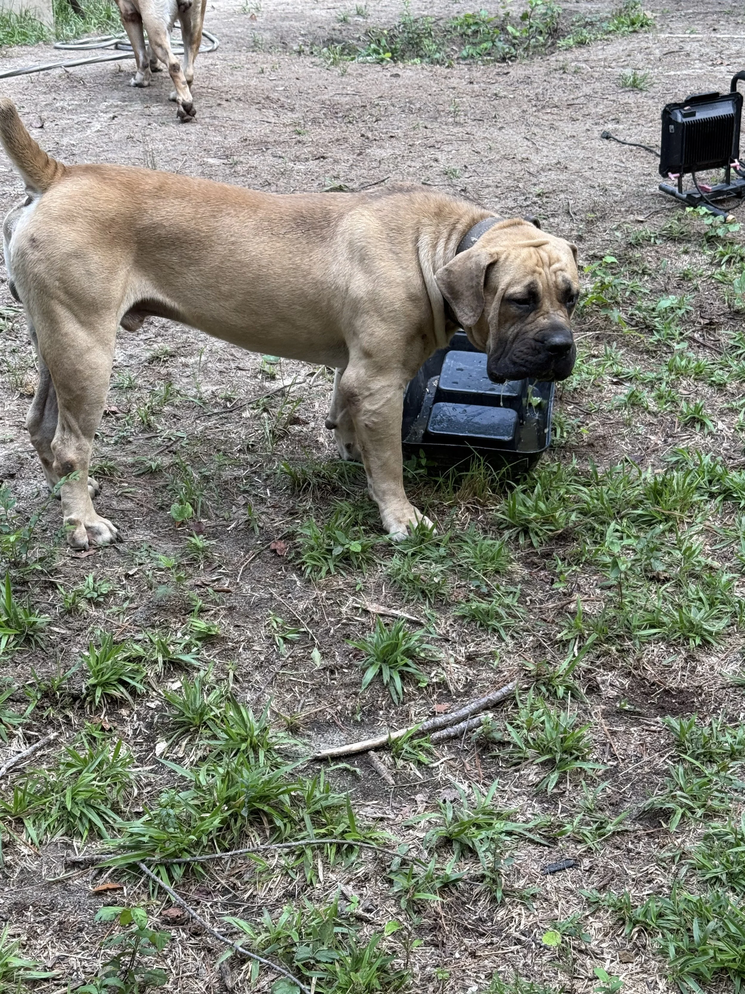 Diamondcut mastiffs studs-5.jpg