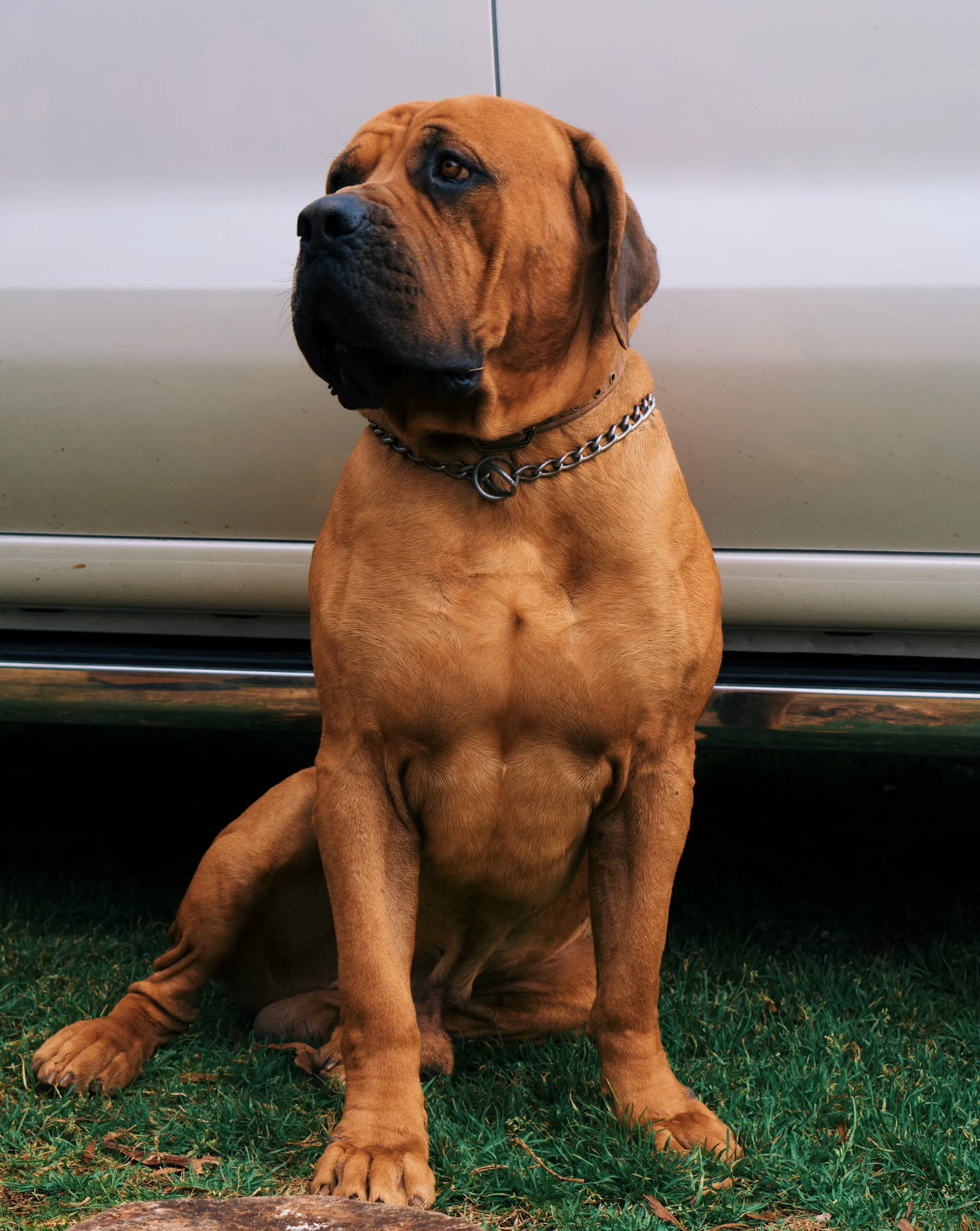 Diamondcut mastiffs studs-7.jpg