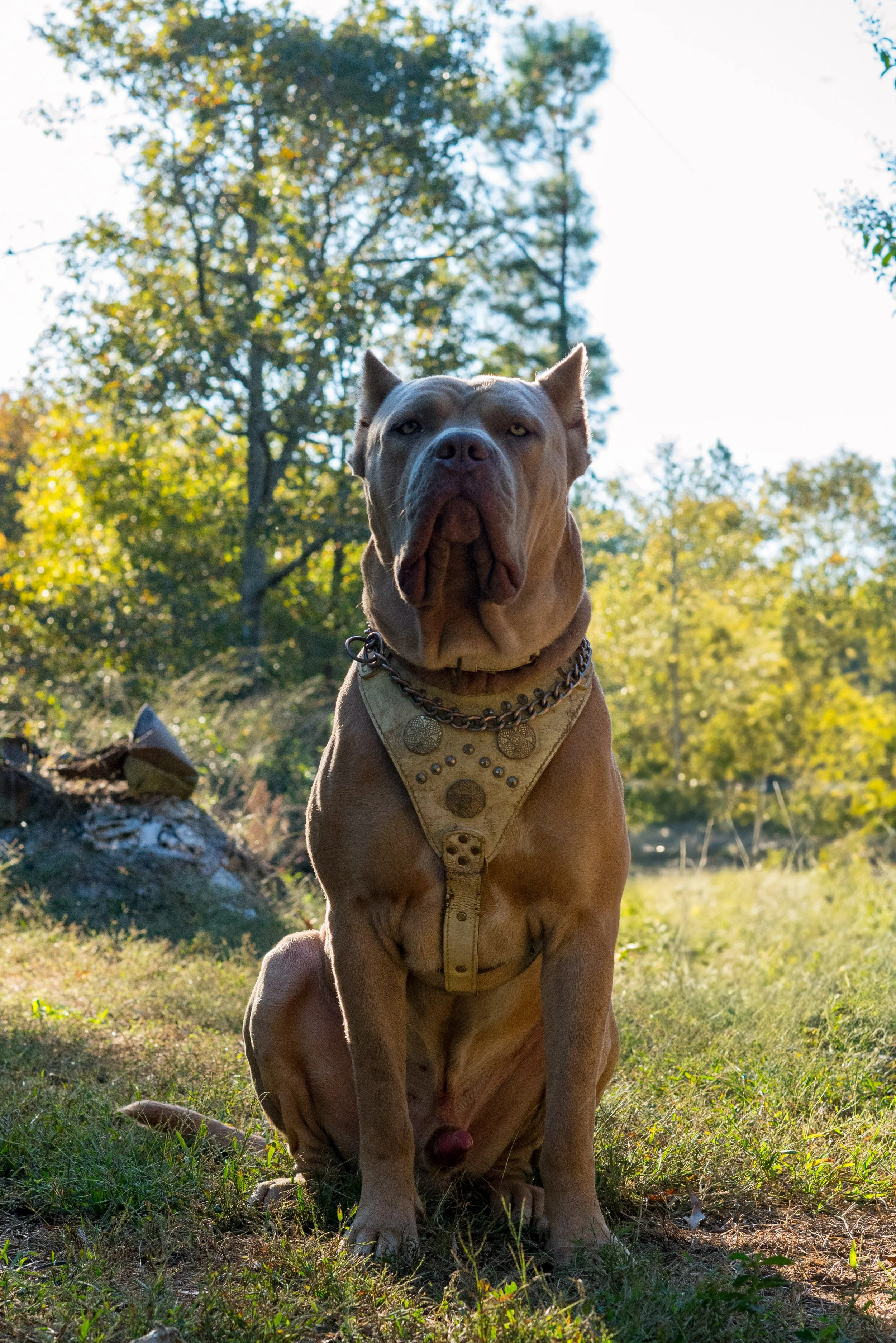 Diamondcut mastiffs studs-6.jpg