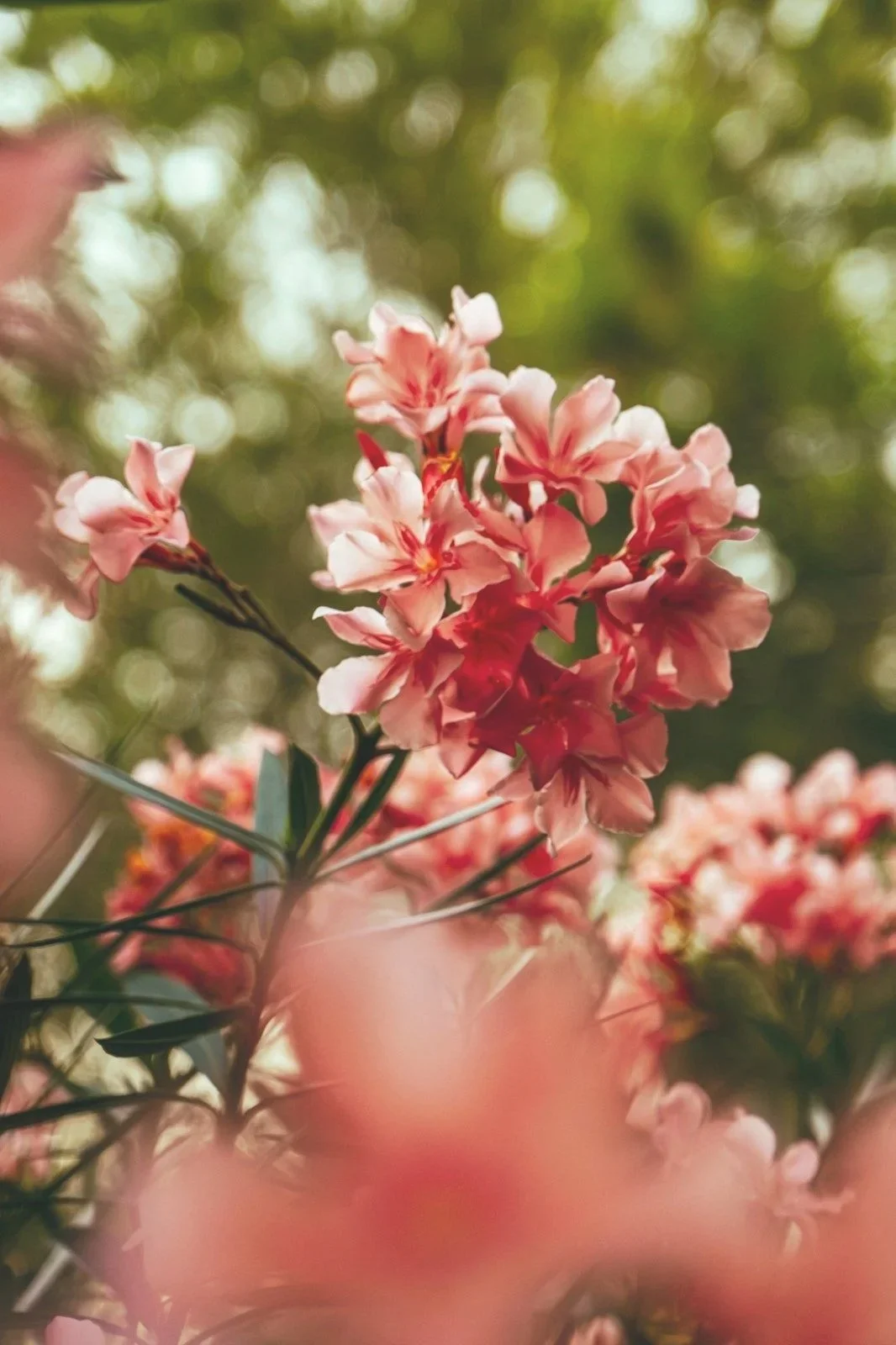 bloem op de achtergrond als symbool voor hormonale balans en rust