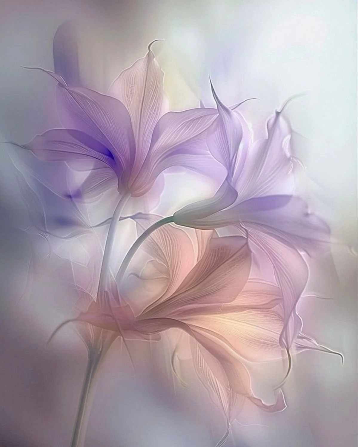 Softly focused pastel-colored flowers with thin, flowing petals in shades of purple, pink, and peach against a light background.